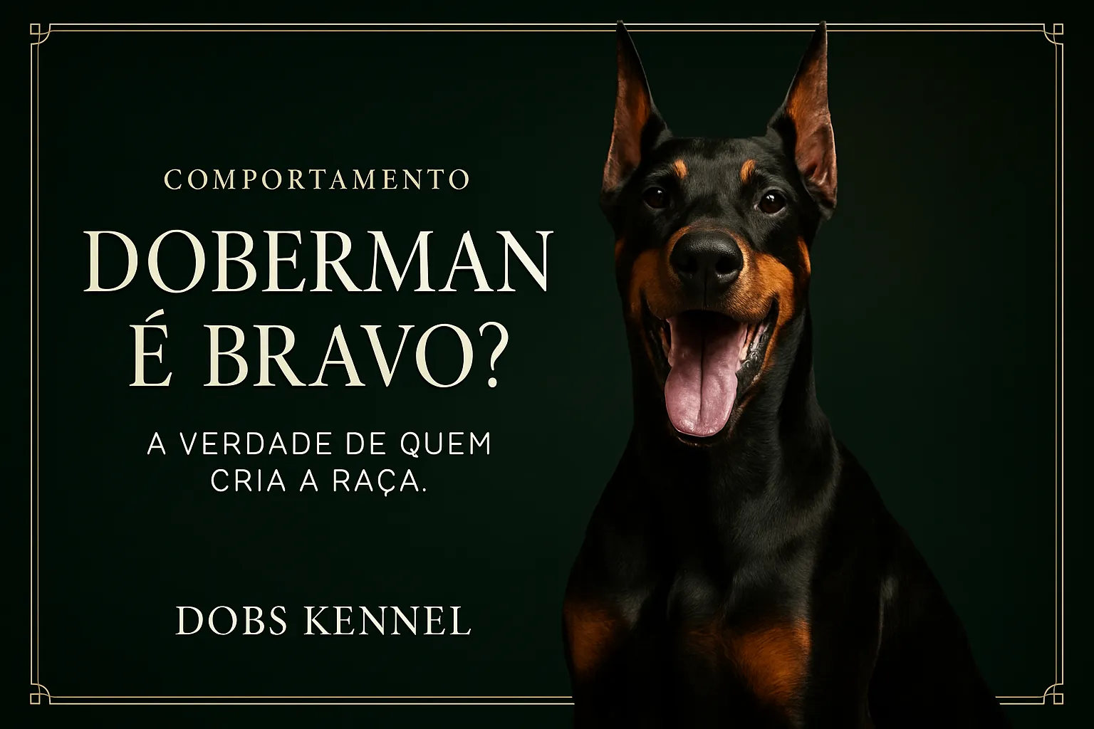 Doberman adulto preto e castanho de boca aberta, retrato em estúdio verde-escuro do canil Dobs Kennel
