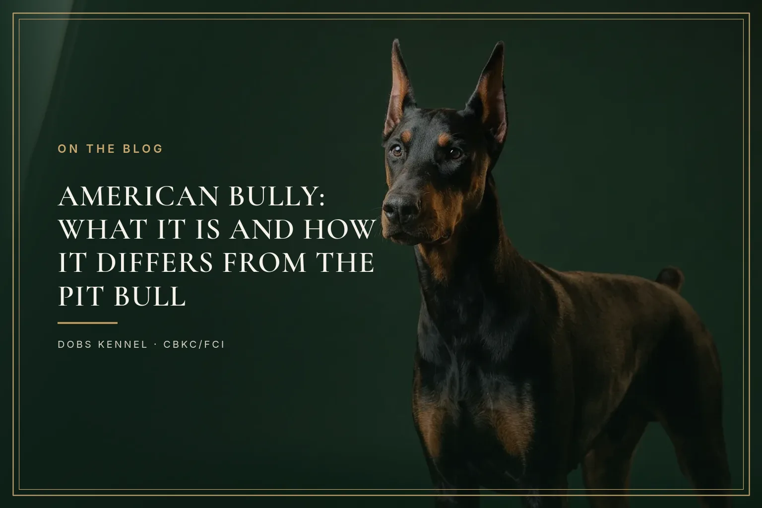 Adult black and tan Doberman with upright ears against a dark green background