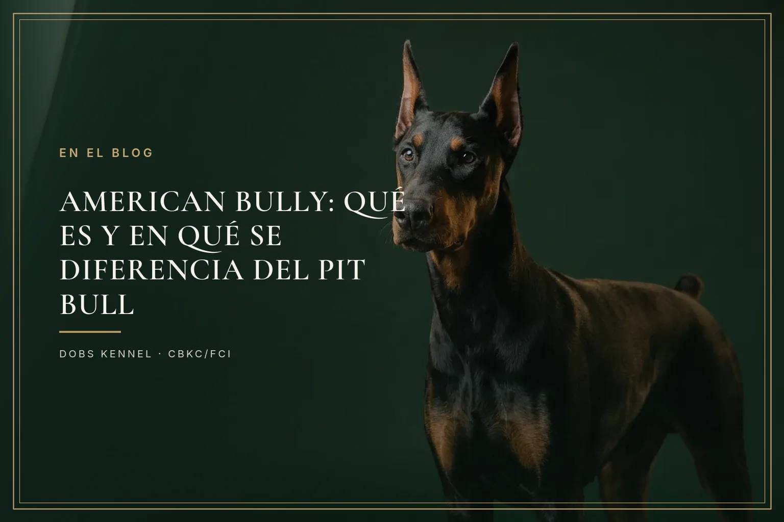 Doberman adulto negro y fuego, de orejas erguidas, sobre fondo verde oscuro