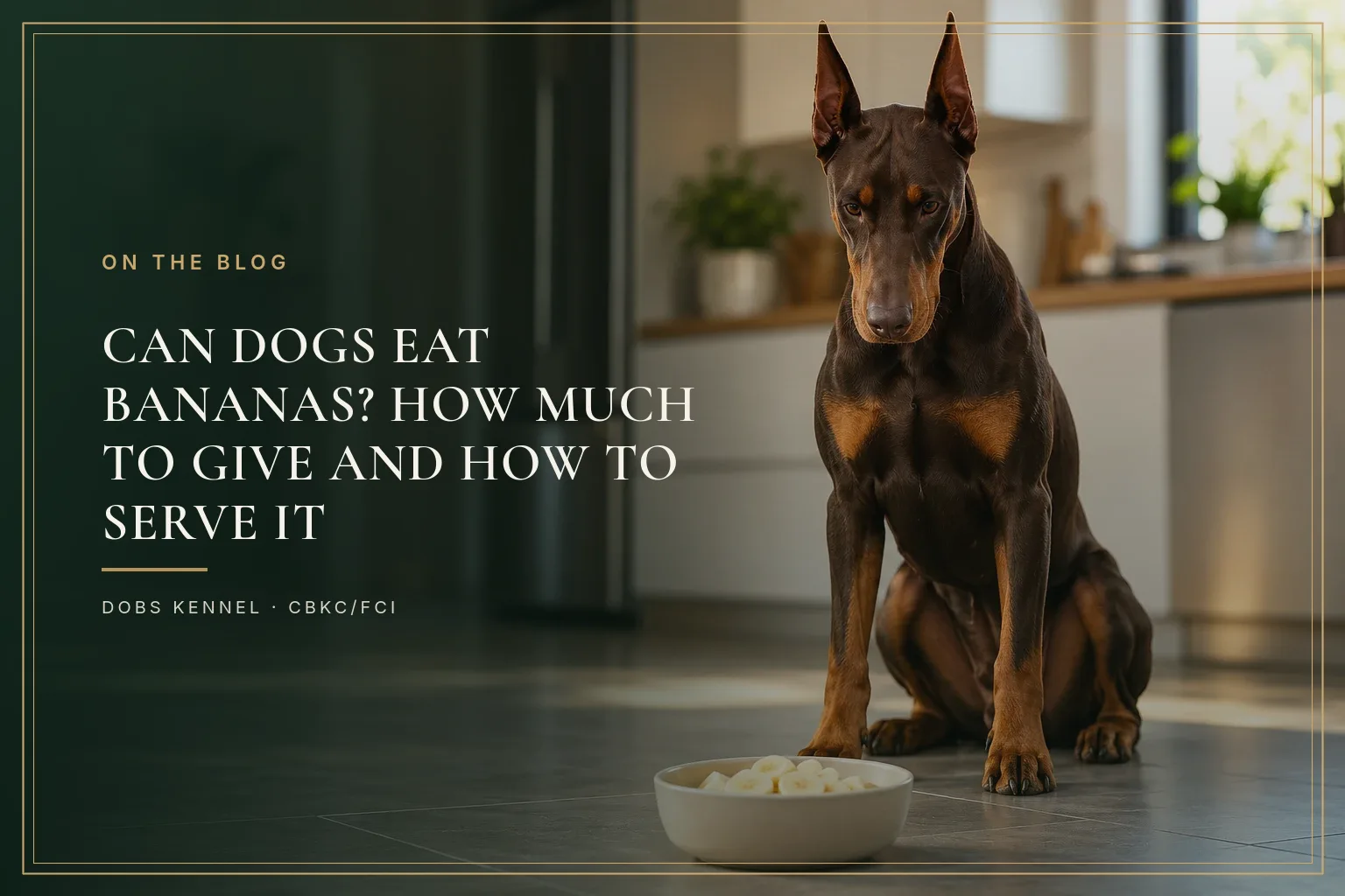 Adult brown Doberman with upright ears next to a plate of banana slices