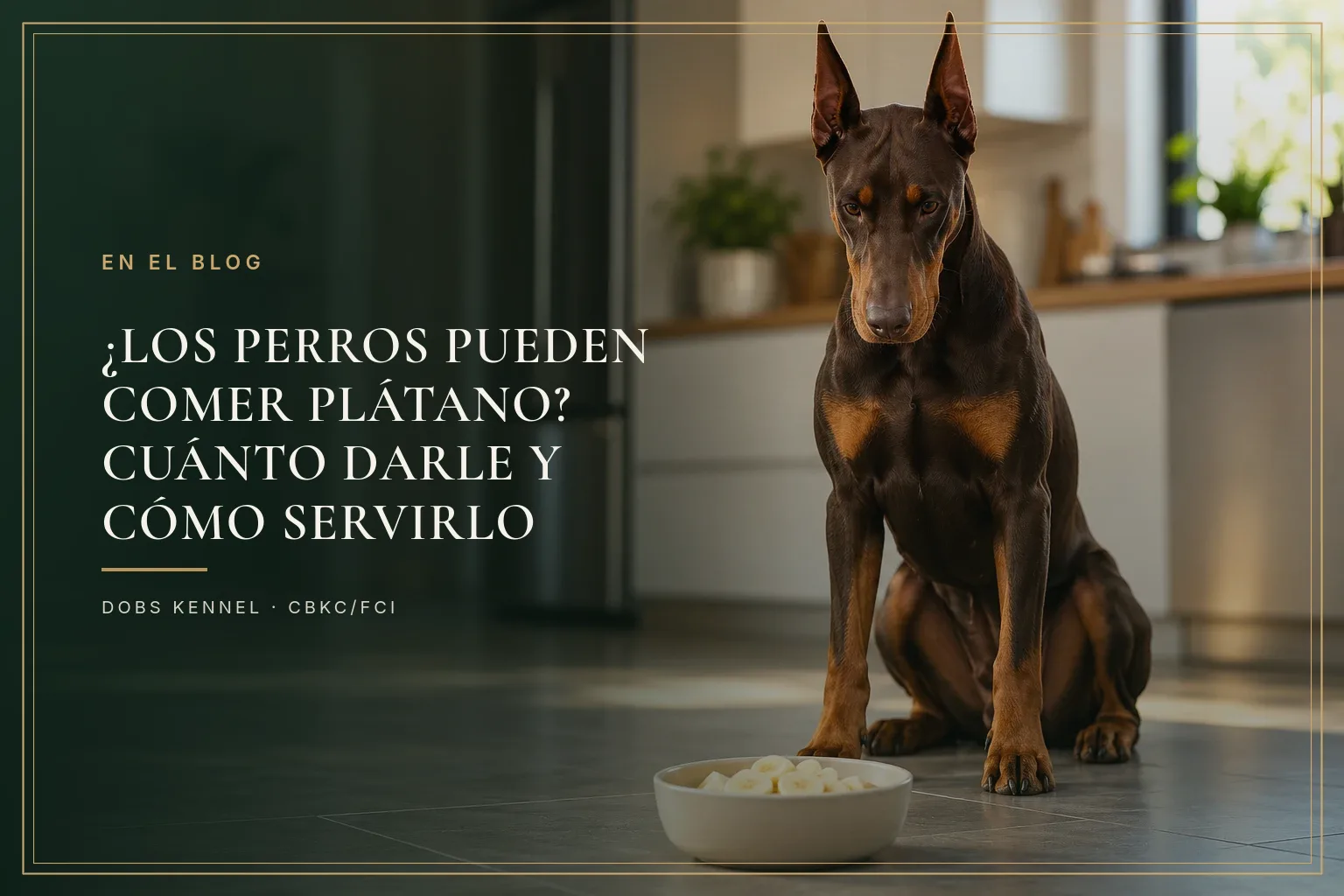 Doberman adulto marrón de orejas erguidas junto a un plato con rodajas de plátano