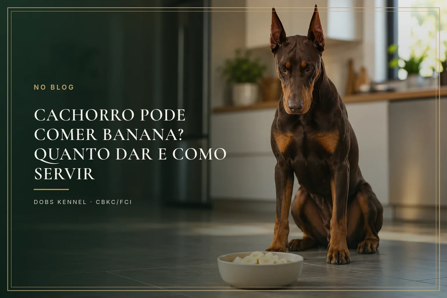 Doberman adulto marrom de orelhas em pé ao lado de um prato com rodelas de banana