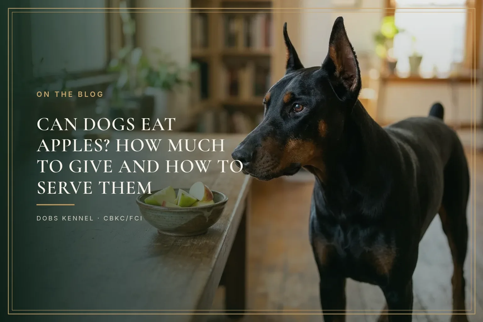 Adult black and tan Doberman with upright ears beside a bowl of apple slices