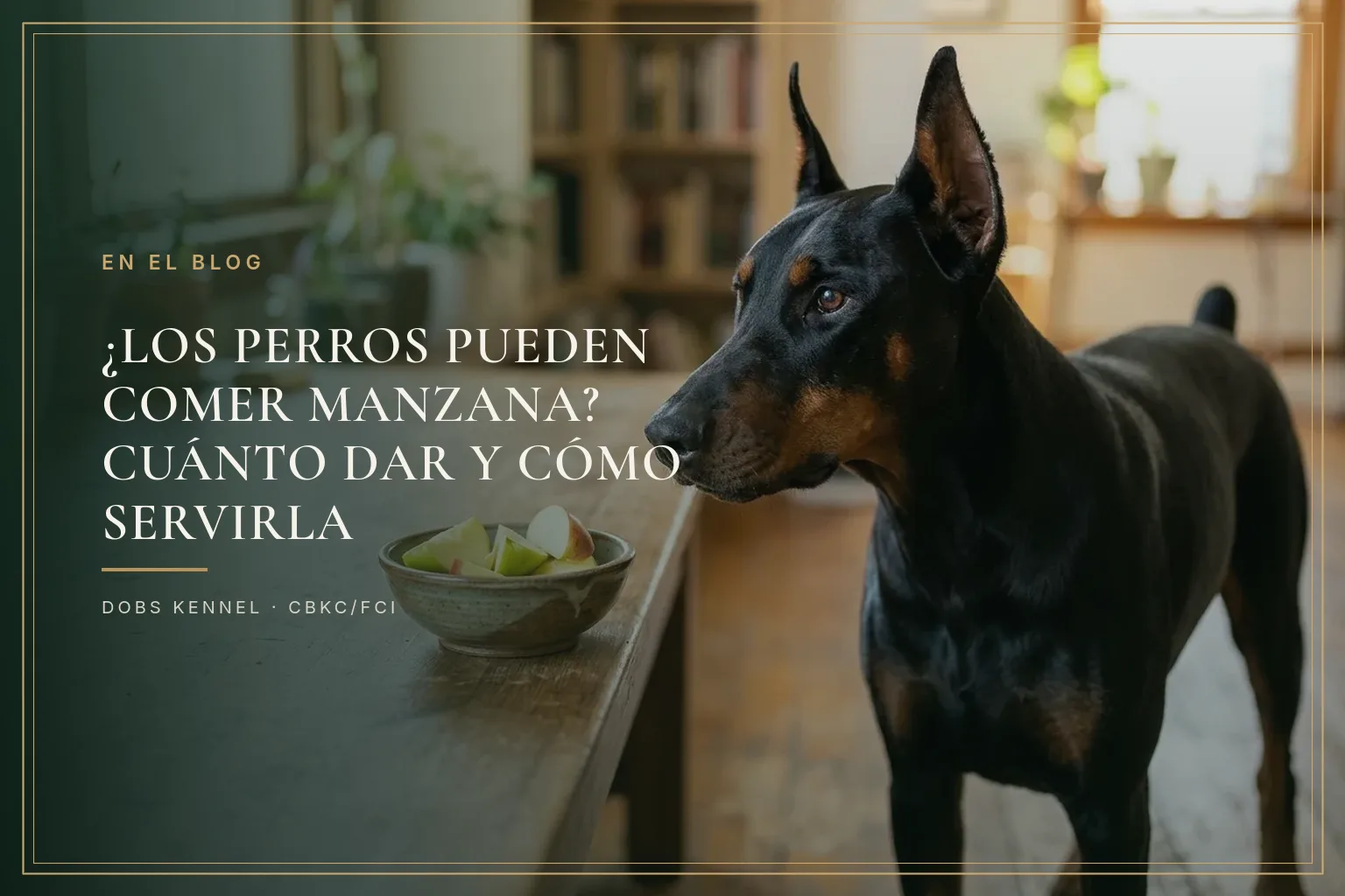 Doberman adulto negro y fuego, de orejas erguidas, junto a un tazón con rodajas de manzana
