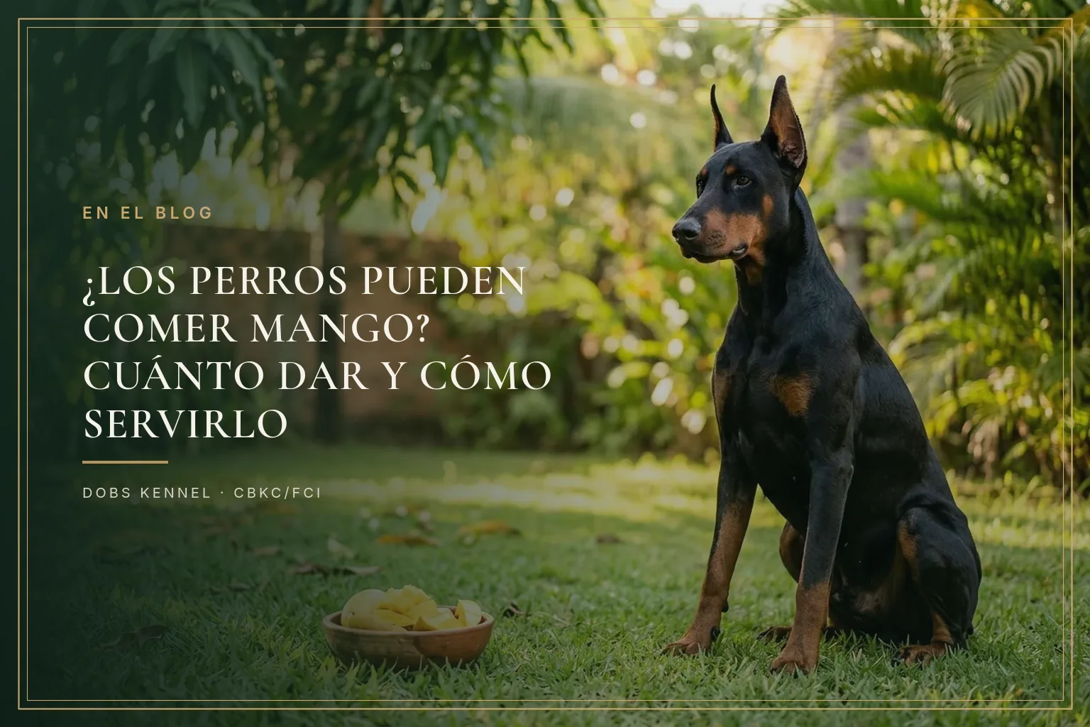 Doberman adulto de orejas erguidas sentado junto a un tazón con cubos de mango maduro