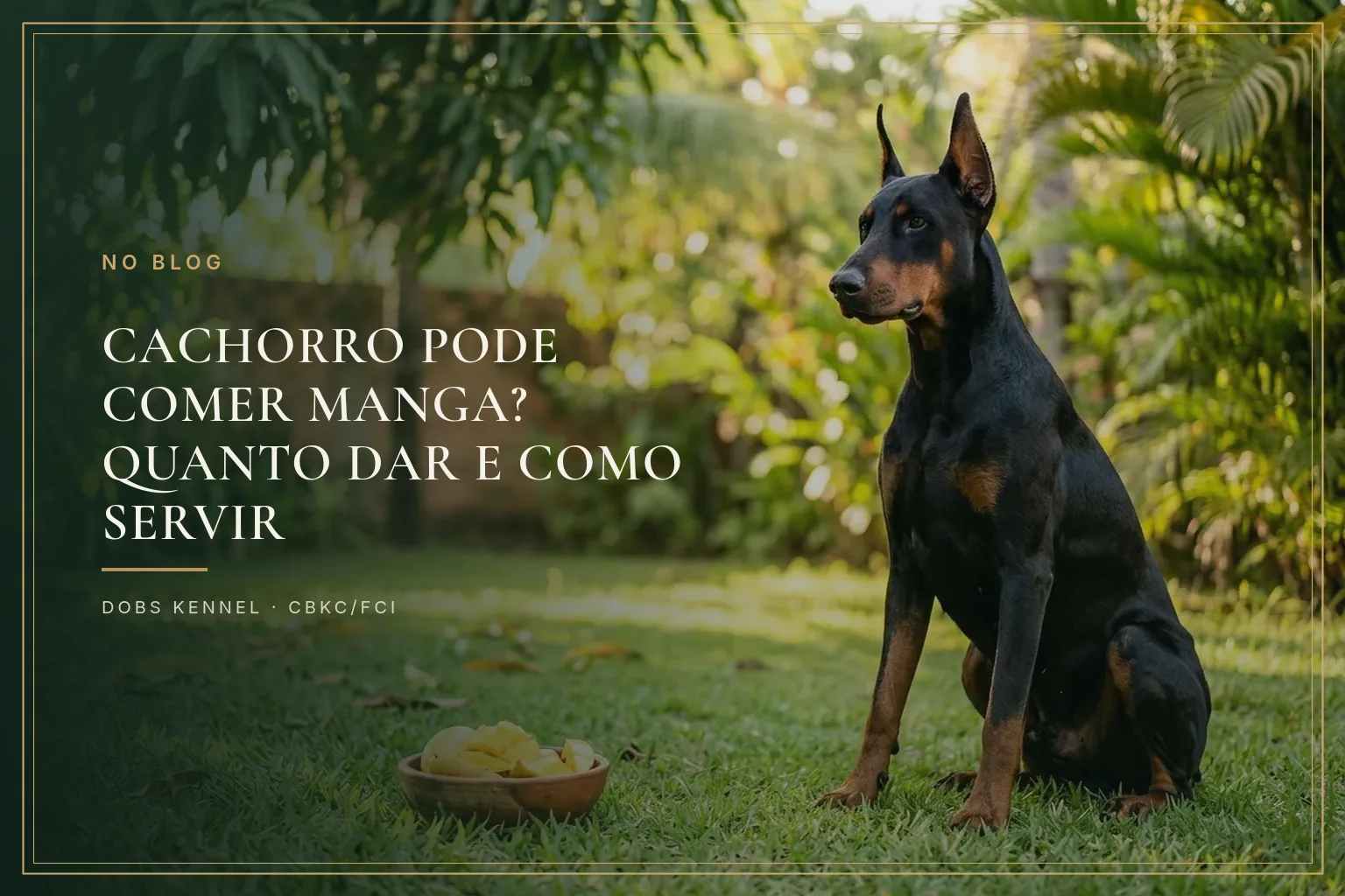 Doberman adulto de orelhas em pé sentado ao lado de uma tigela com cubos de manga madura