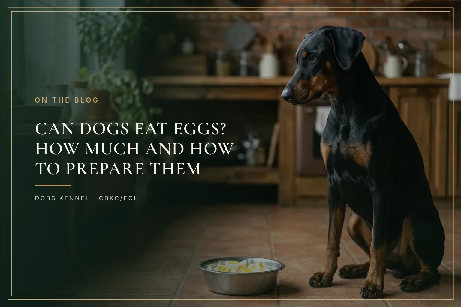 Black and tan adult Doberman with natural ears sitting in a kitchen next to a bowl of chopped hard-boiled egg