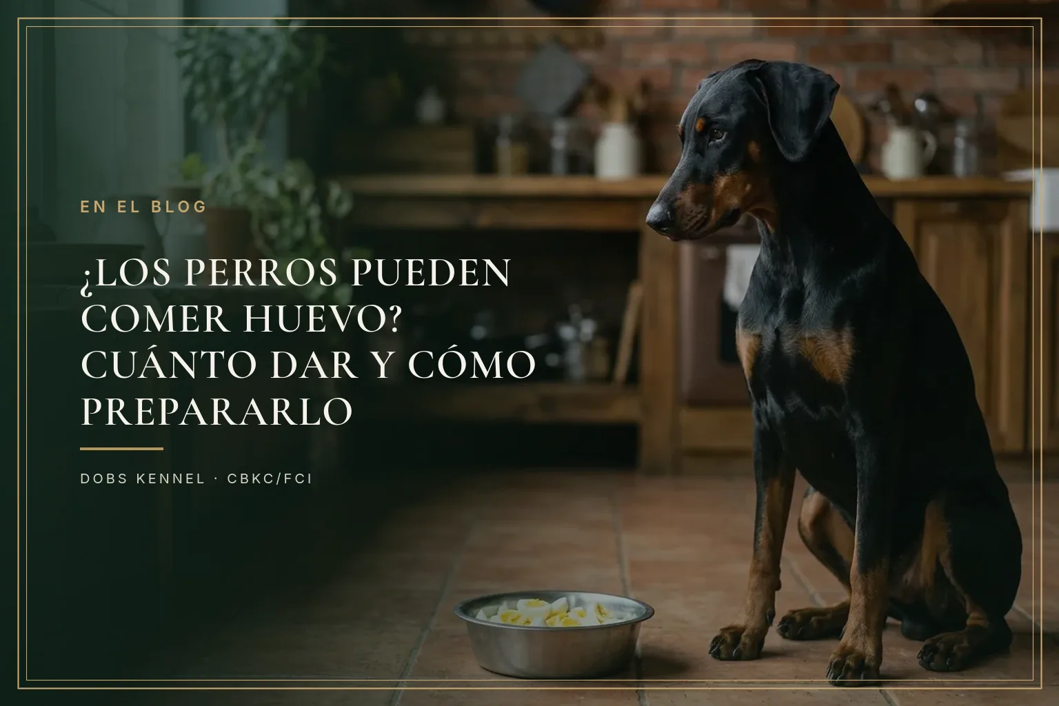 Doberman adulto negro y fuego, de orejas naturales, sentado en una cocina junto a un tazón con huevo cocido picado