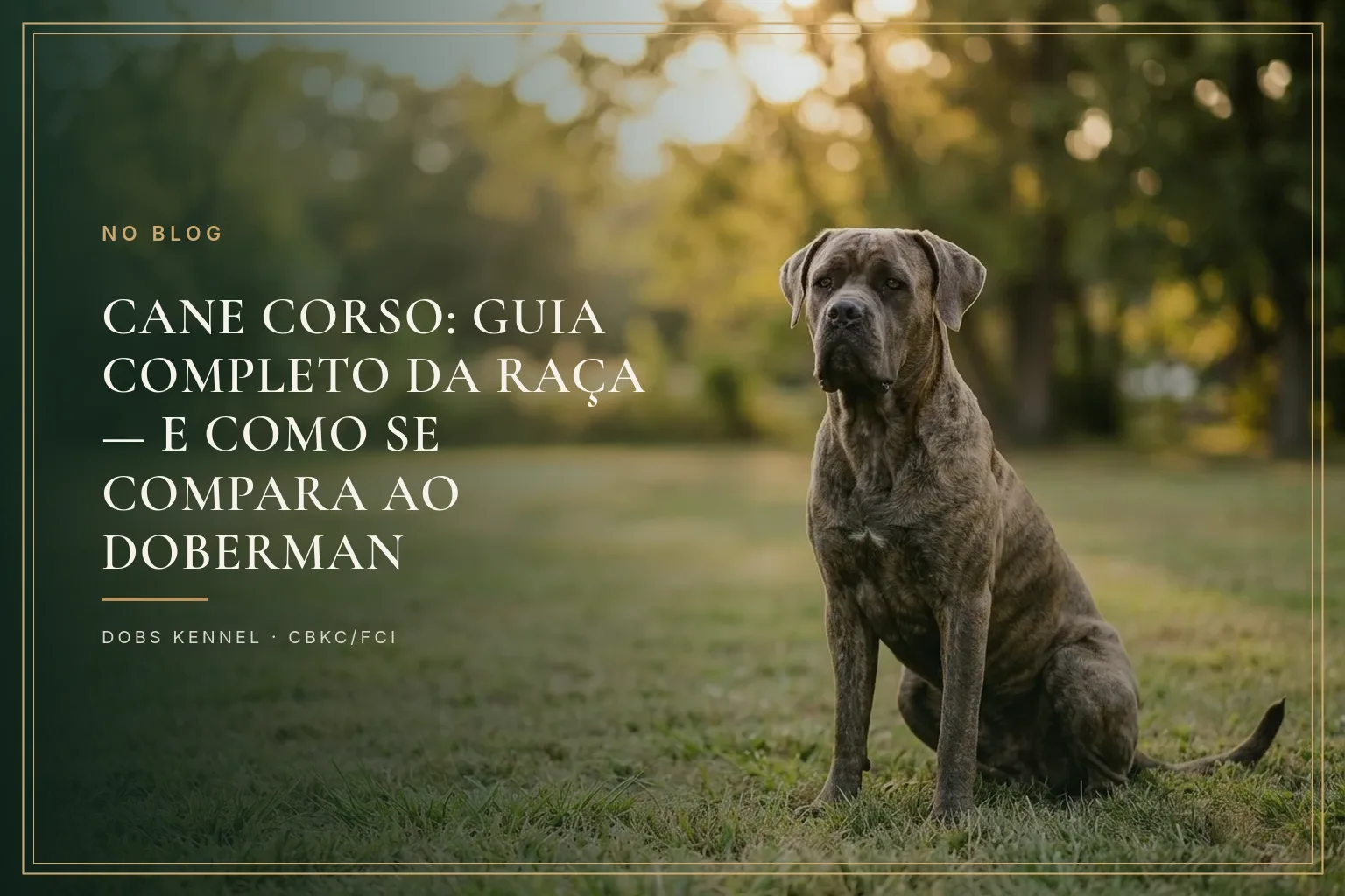 Cane Corso adulto cinza-chumbo sentado de frente na capa do guia completo da raça