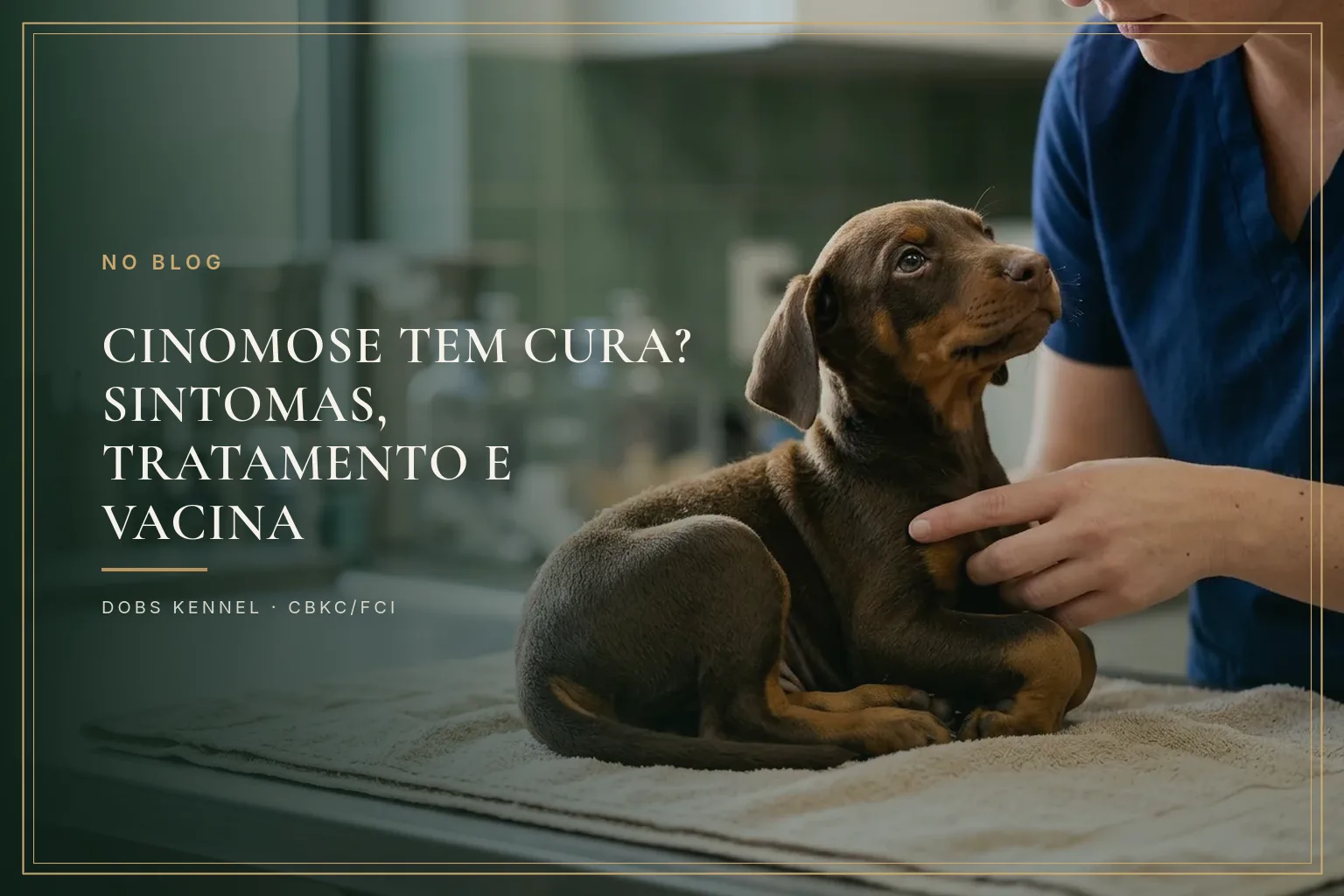 Filhote de Doberman marrom deitado numa toalha, numa clínica veterinária, recebendo carinho de uma veterinária