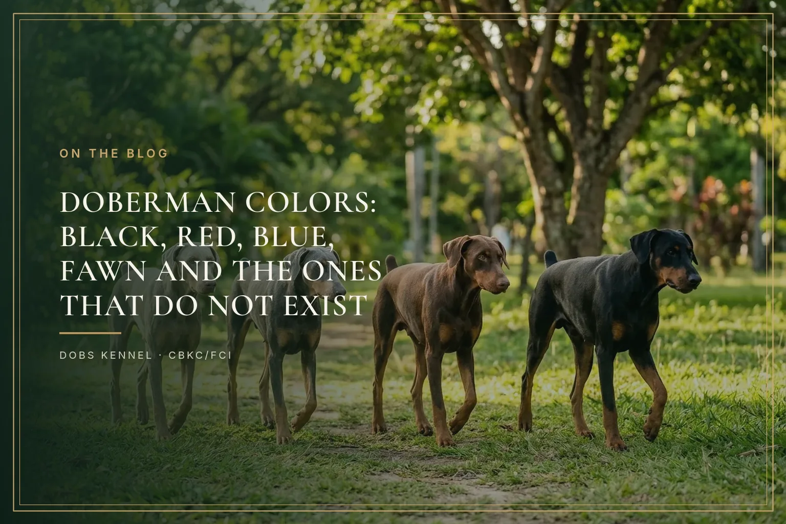 FOUR AND A HALF — DOBERMAN COLOURS