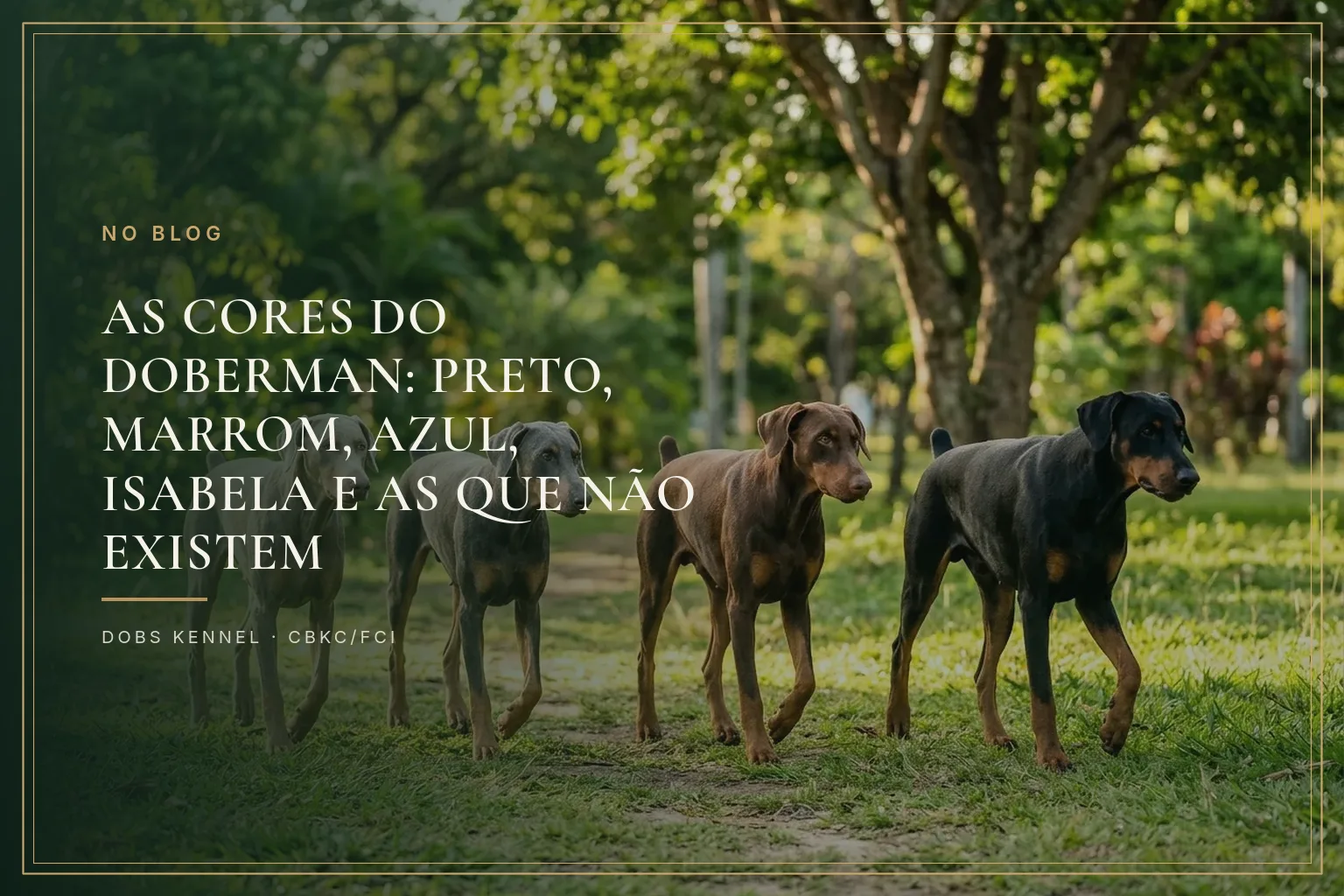 Doberman preto e Doberman marrom lado a lado na capa do guia sobre as cores da raça