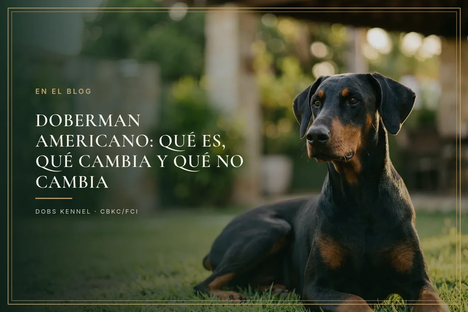 Doberman negro y fuego echado en el césped, orejas naturales, mirando hacia un lado, jardín desenfocado al fondo
