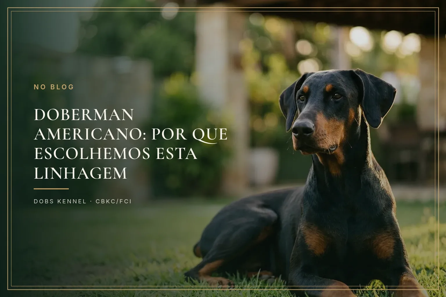 Doberman de linhagem americana do Dobs Kennel de corpo inteiro, orelha natural, em postura de alerta