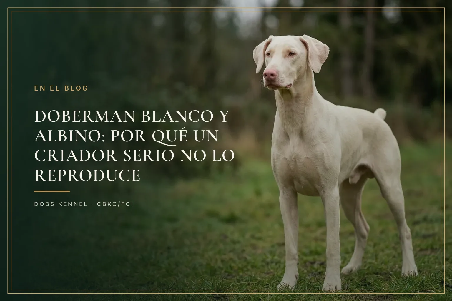 Doberman negro y fuego de cuerpo entero en primer plano, y al fondo la silueta clara de un Doberman albino
