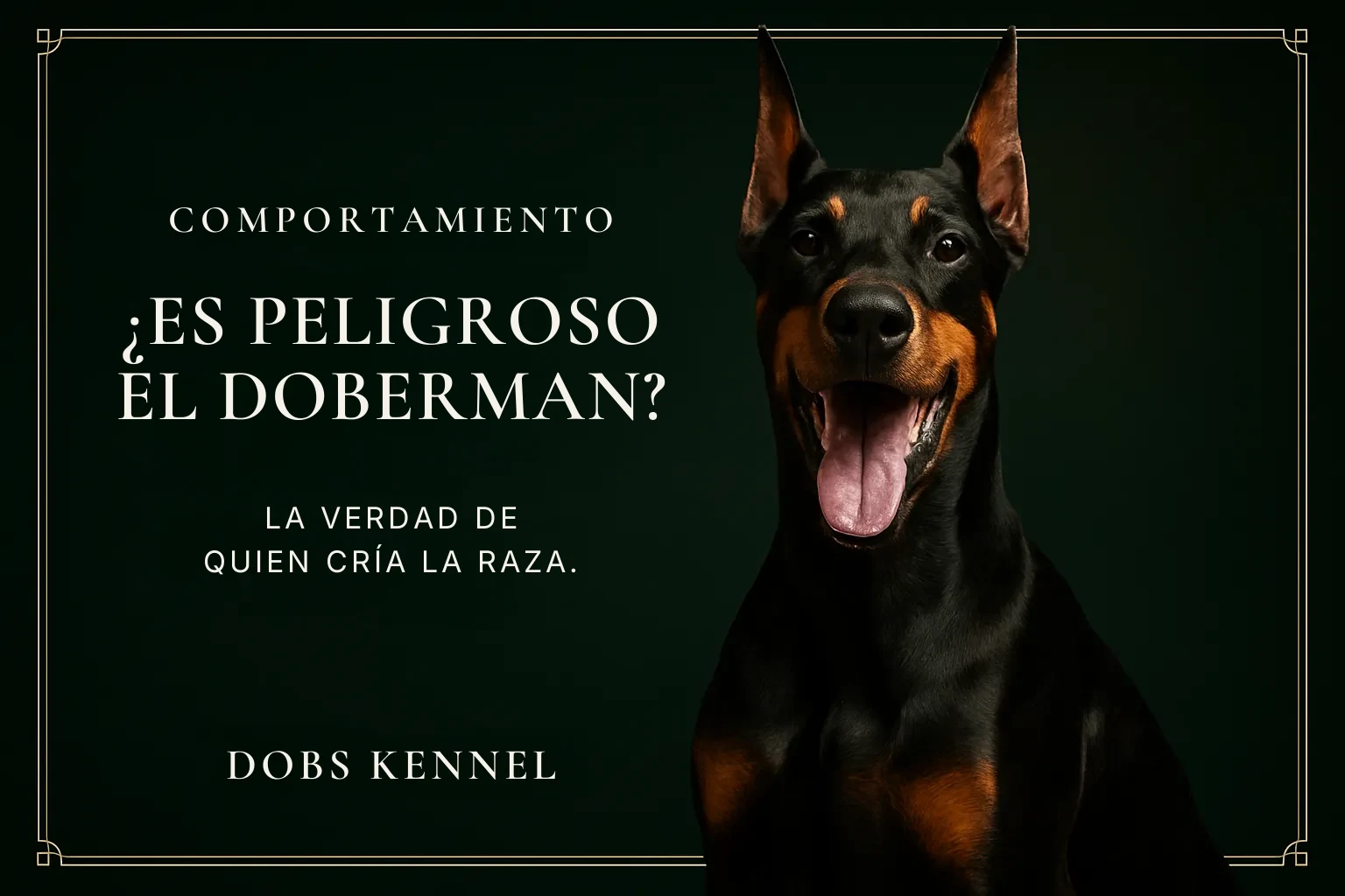 Doberman adulto negro y fuego con la boca abierta, retrato de estudio sobre fondo verde oscuro, de Dobs Kennel