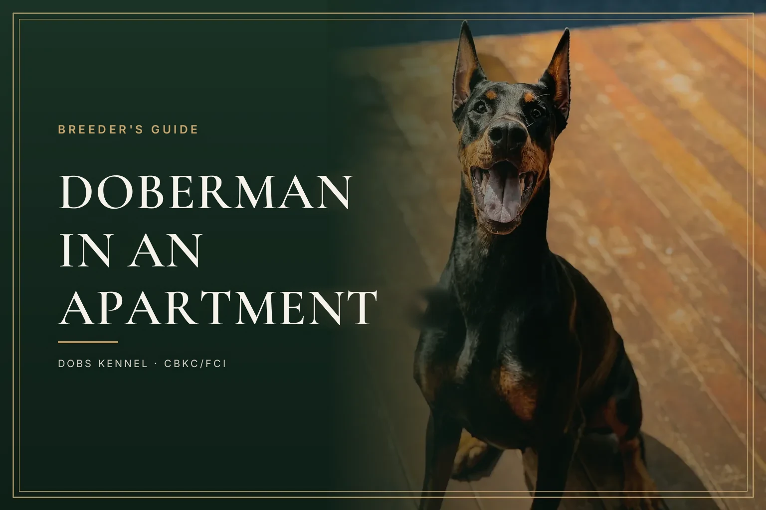 Adult brown Doberman standing, cover of the Dobs Kennel guide on raising a Doberman in an apartment