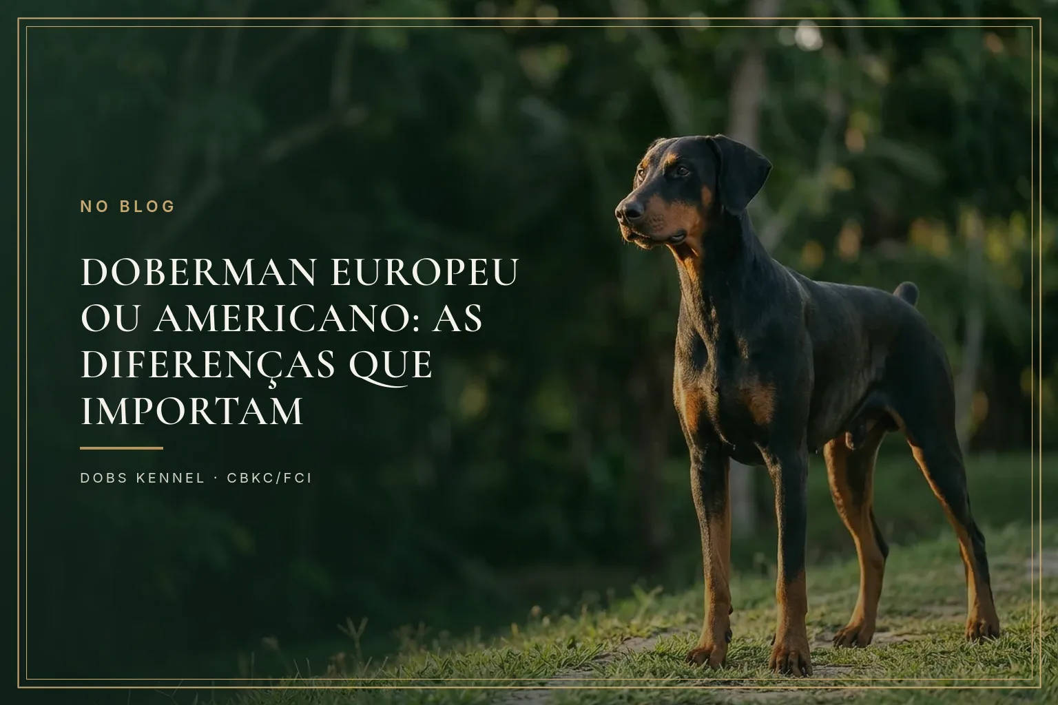 Doberman europeu ou americano: as diferenças que importam