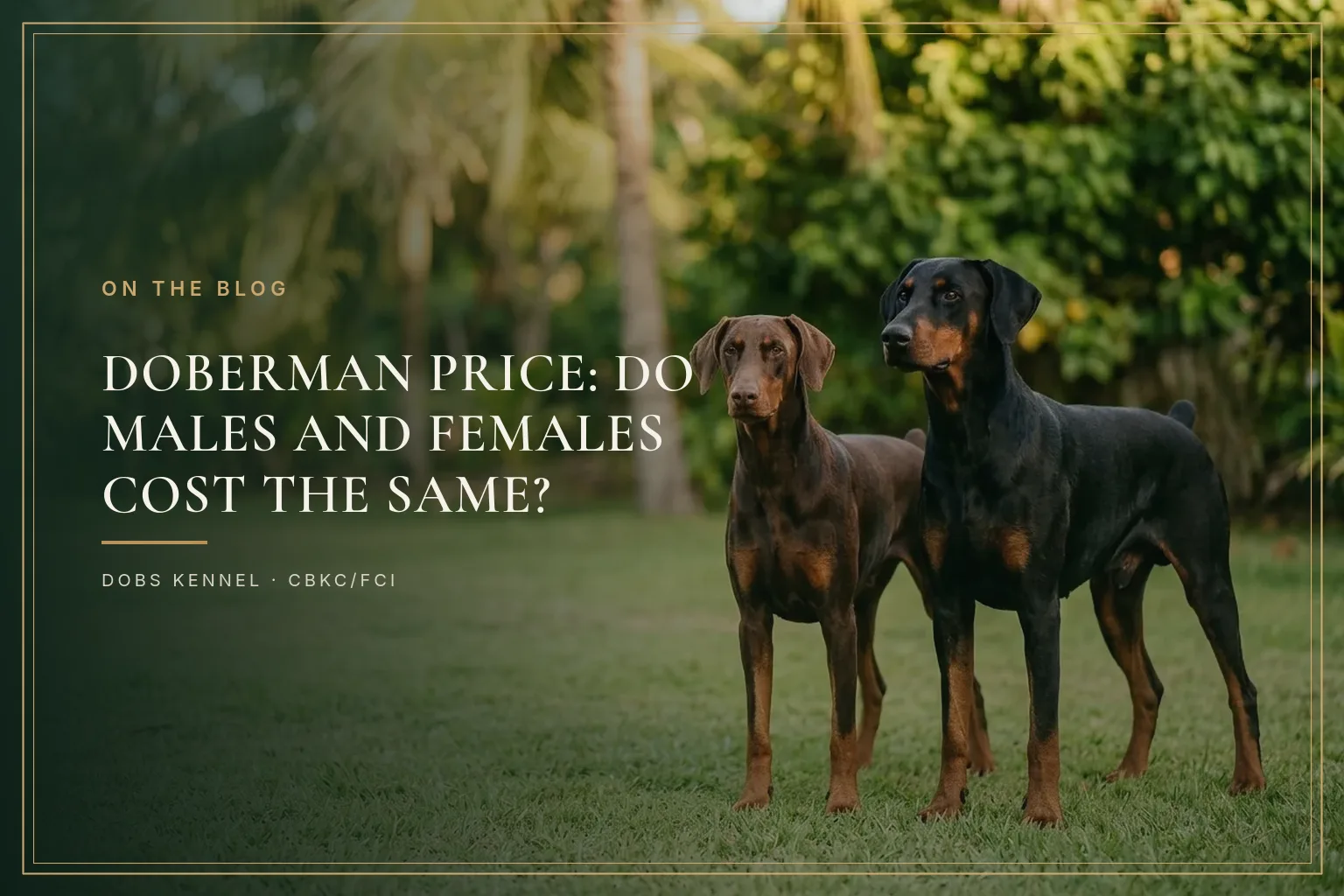 Dois Dobermans adultos lado a lado num jardim, um marrom e castanho e um preto e castanho, mostrando as duas cores da raça. Dobs Kennel.