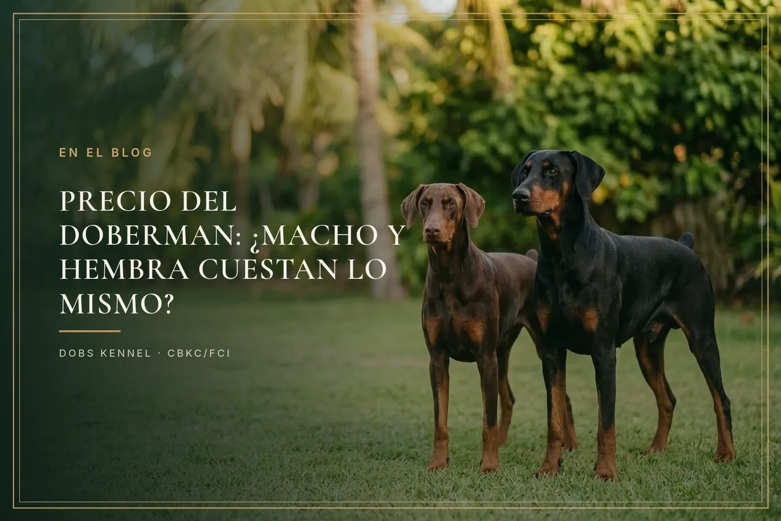 Dois Dobermans adultos lado a lado num jardim, um marrom e castanho e um preto e castanho, mostrando as duas cores da raça. Dobs Kennel.