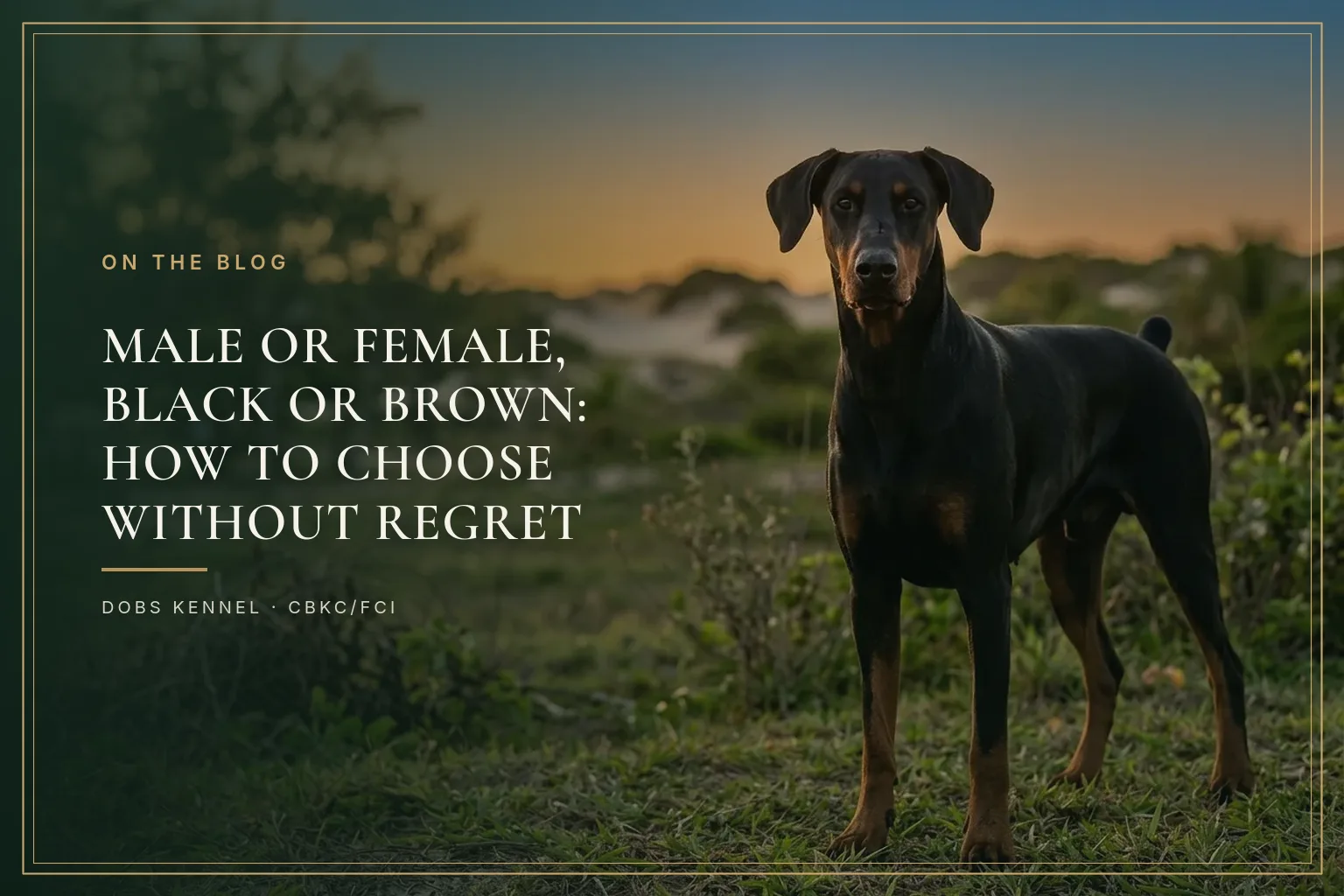 An adult black and rust Doberman standing in a natural landscape at dusk, in show pose. Dobs Kennel.