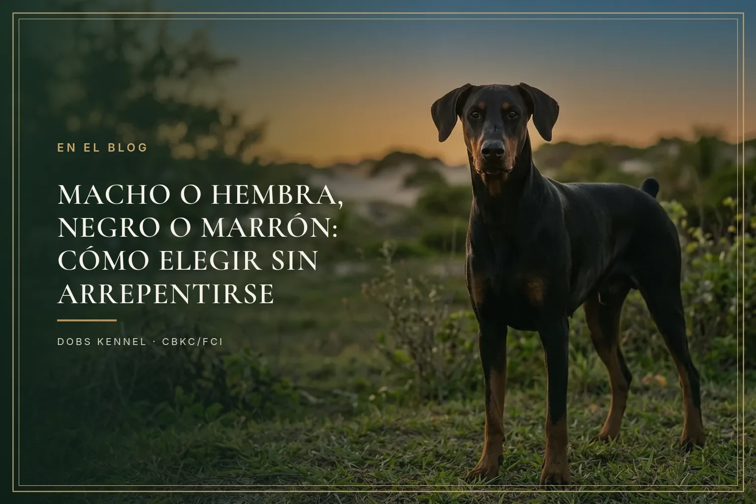 Doberman preto e castanho adulto em pé numa paisagem natural ao entardecer, em pose de exposição. Dobs Kennel.