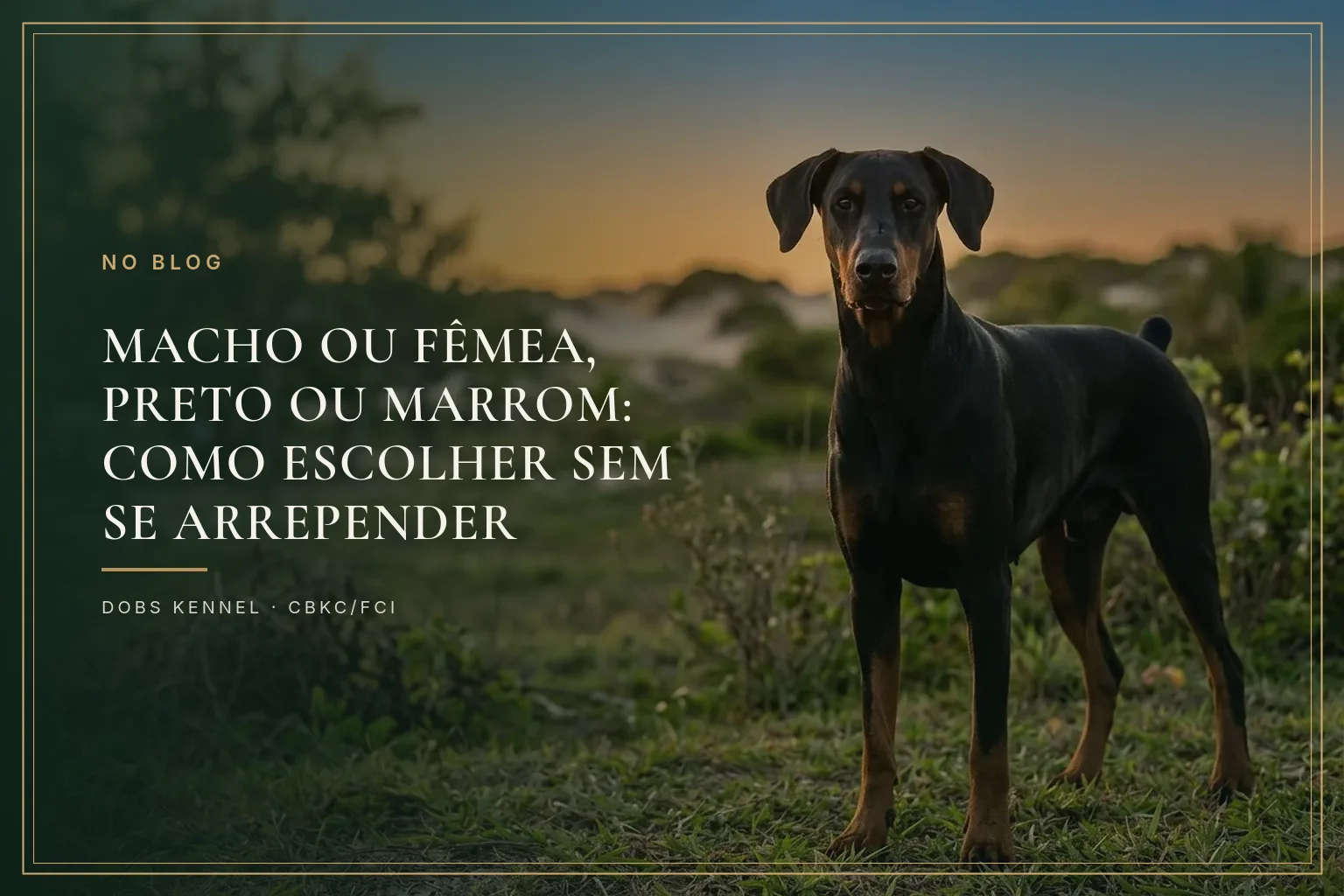 Doberman preto e castanho adulto em pé numa paisagem natural ao entardecer, em pose de exposição. Dobs Kennel.
