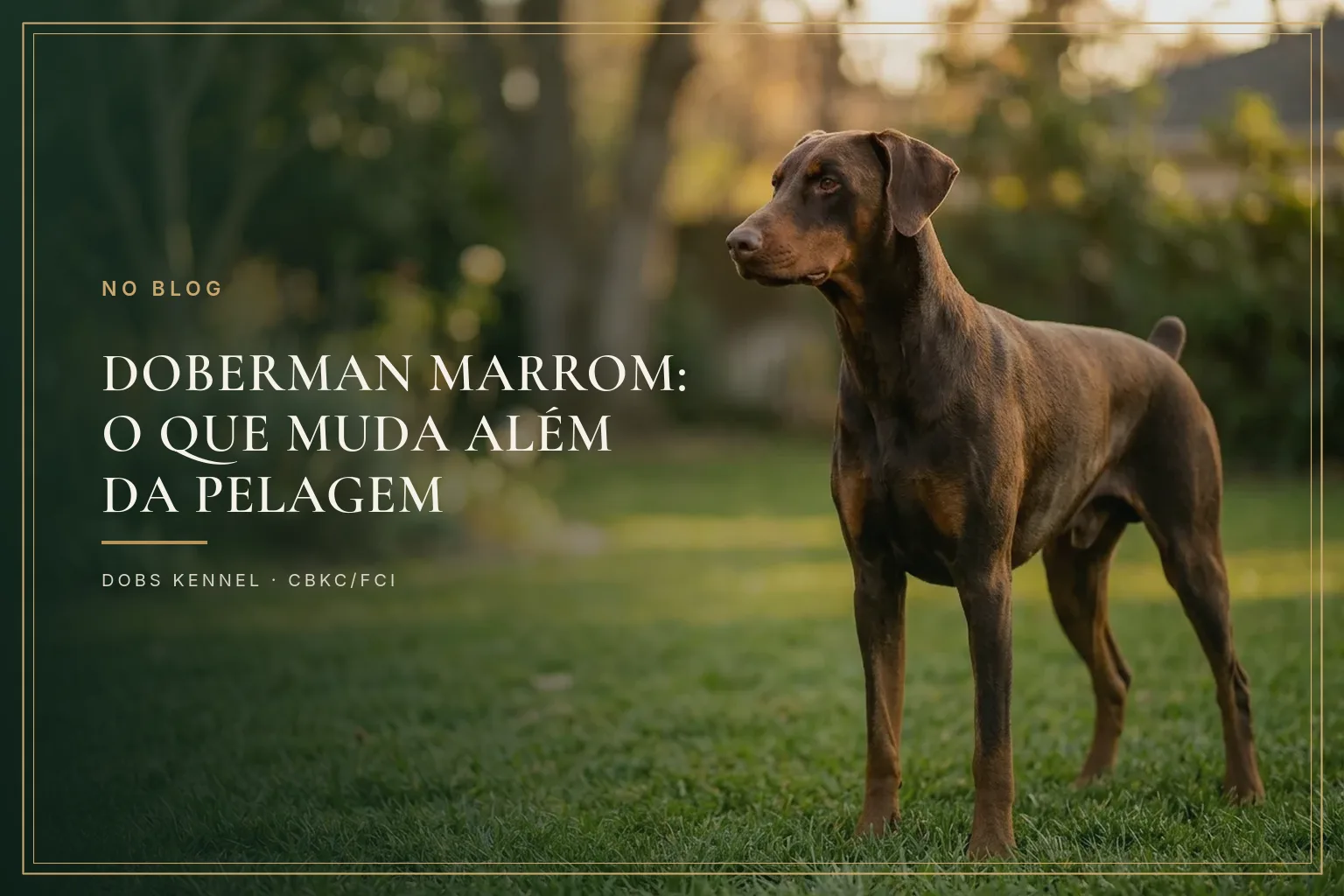 Doberman marrom de corpo inteiro, orelha natural, pelagem chocolate com marcações ferrugem