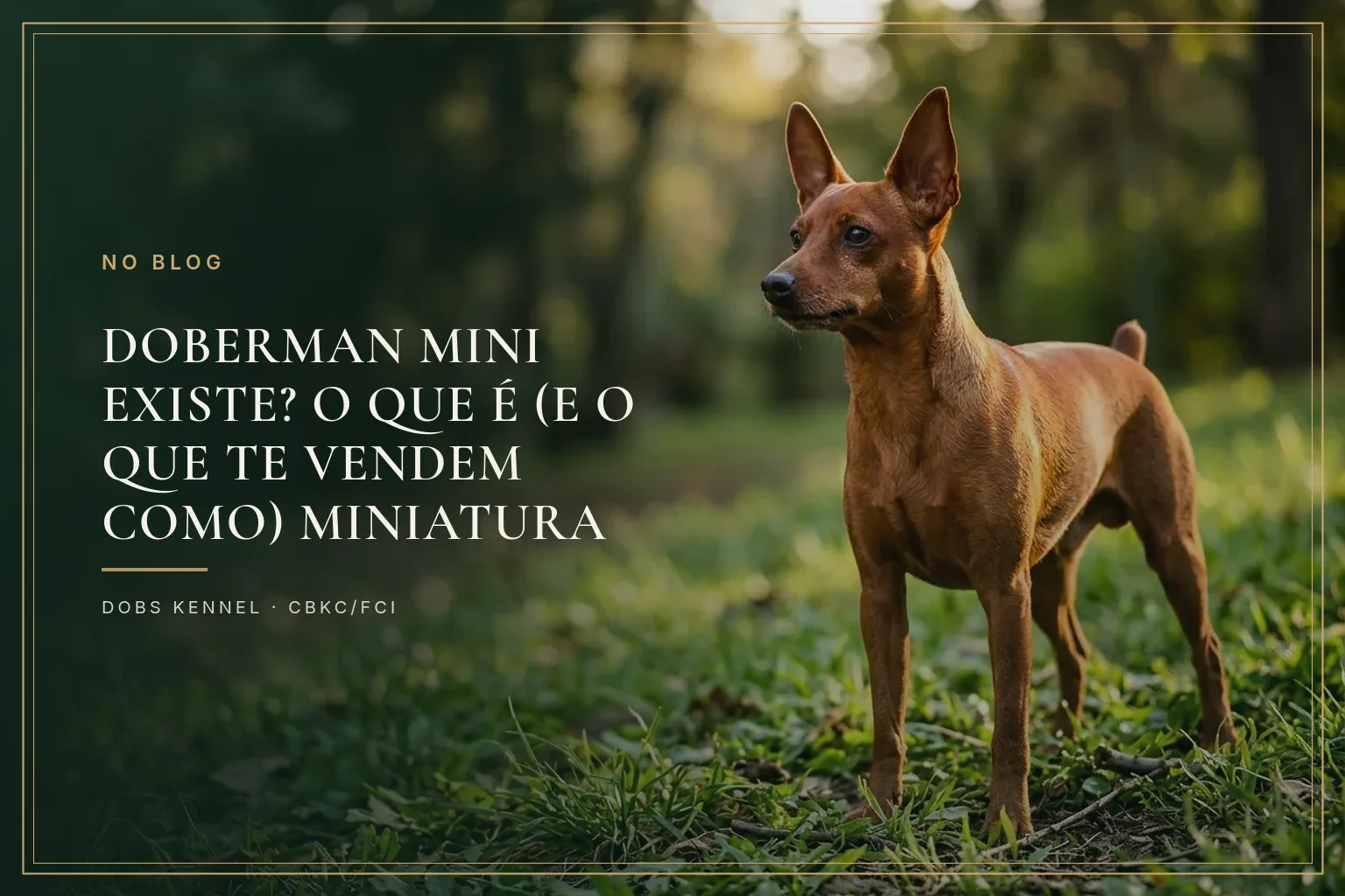 Doberman adulto de corpo inteiro ao lado de um Pinscher miniatura, mostrando a diferença real de porte