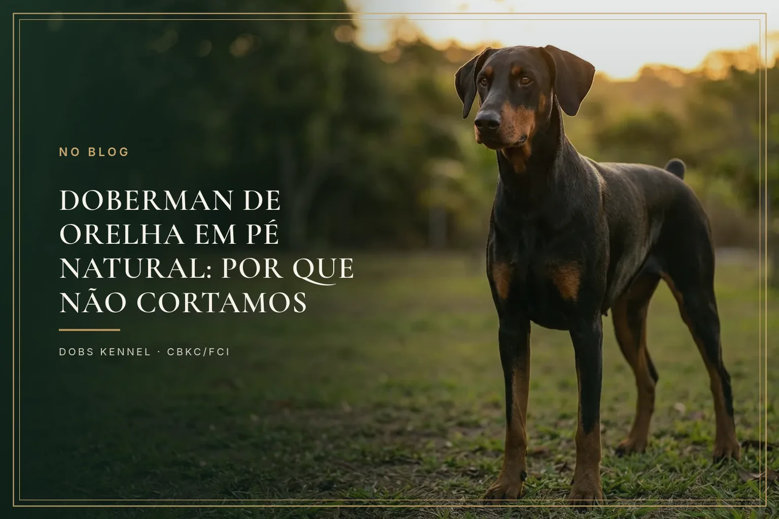 Doberman de orelha natural caída em close, expressão atenta e doce, sem corte estético