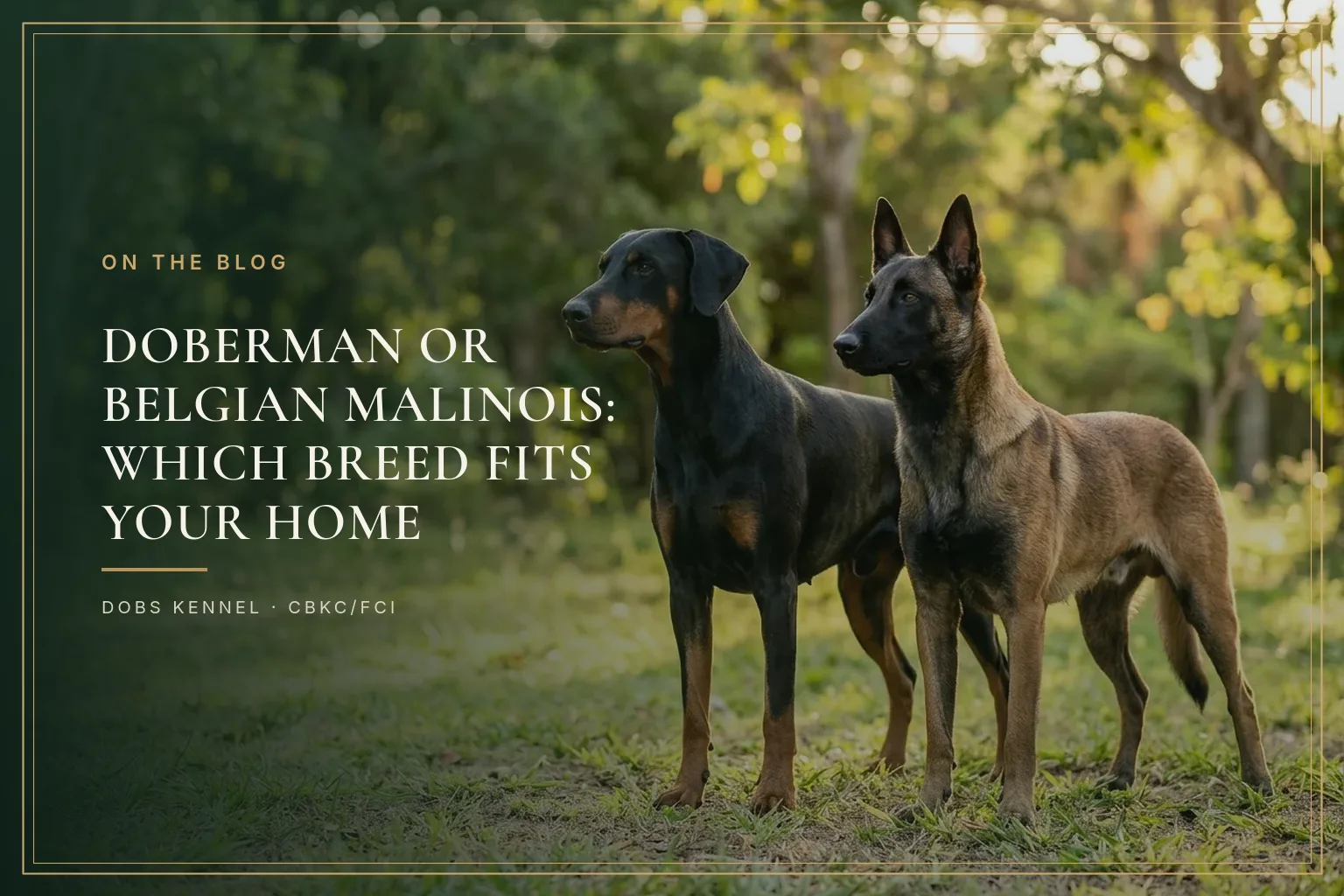 Black-and-tan Doberman with natural ears standing beside a fawn Belgian Malinois with a black mask, side by side on grass at sunset. Dobs Kennel.