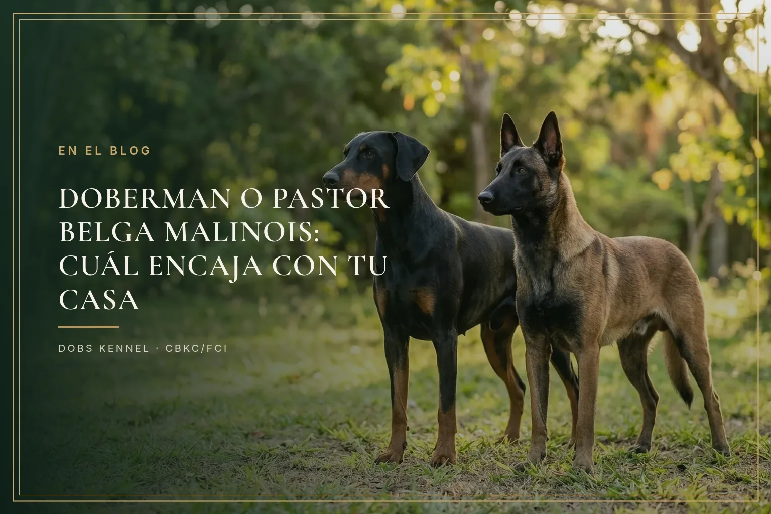 Doberman negro y fuego de orejas naturales junto a un Pastor Belga Malinois leonado con máscara negra, ambos de pie sobre el césped al atardecer. Dobs Kennel.