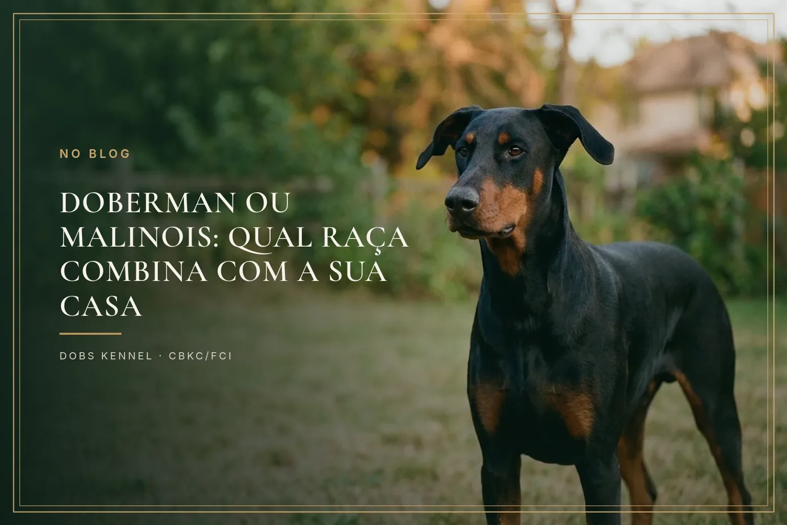 Doberman preto e castanho adulto de orelha natural, em pé num jardim ao entardecer. Dobs Kennel.
