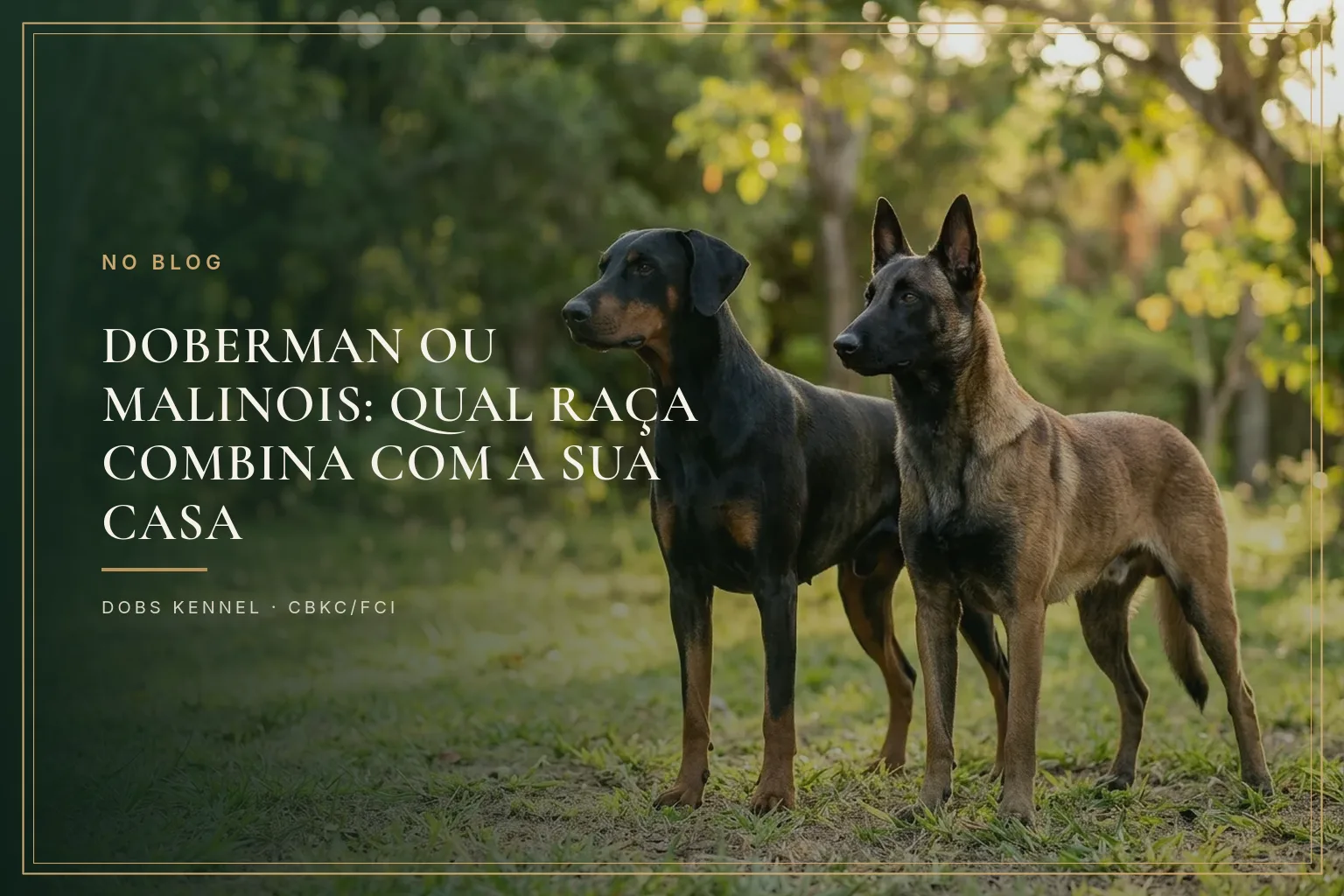 Doberman preto e castanho de orelhas naturais ao lado de um Belgian Malinois fulvo de máscara preta, os dois em pé num gramado ao entardecer. Dobs Kennel.