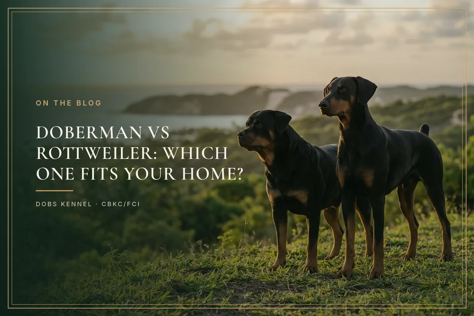 DOBERMAN — OR ROTTWEILER