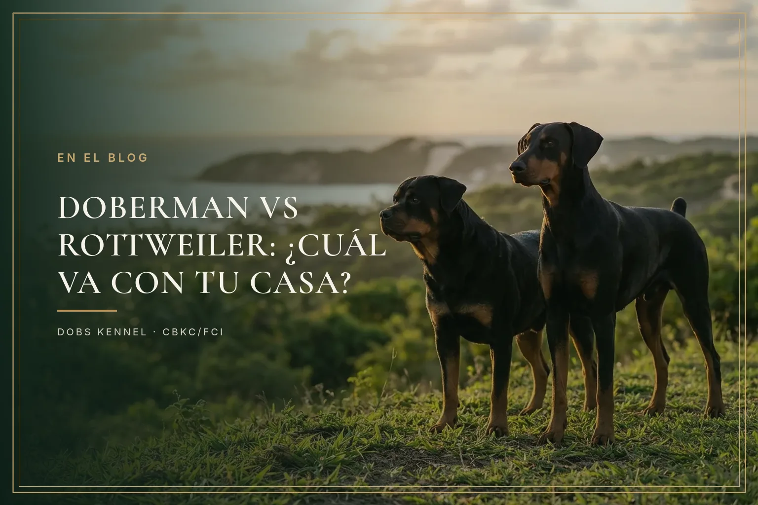 DOBERMAN — O ROTTWEILER