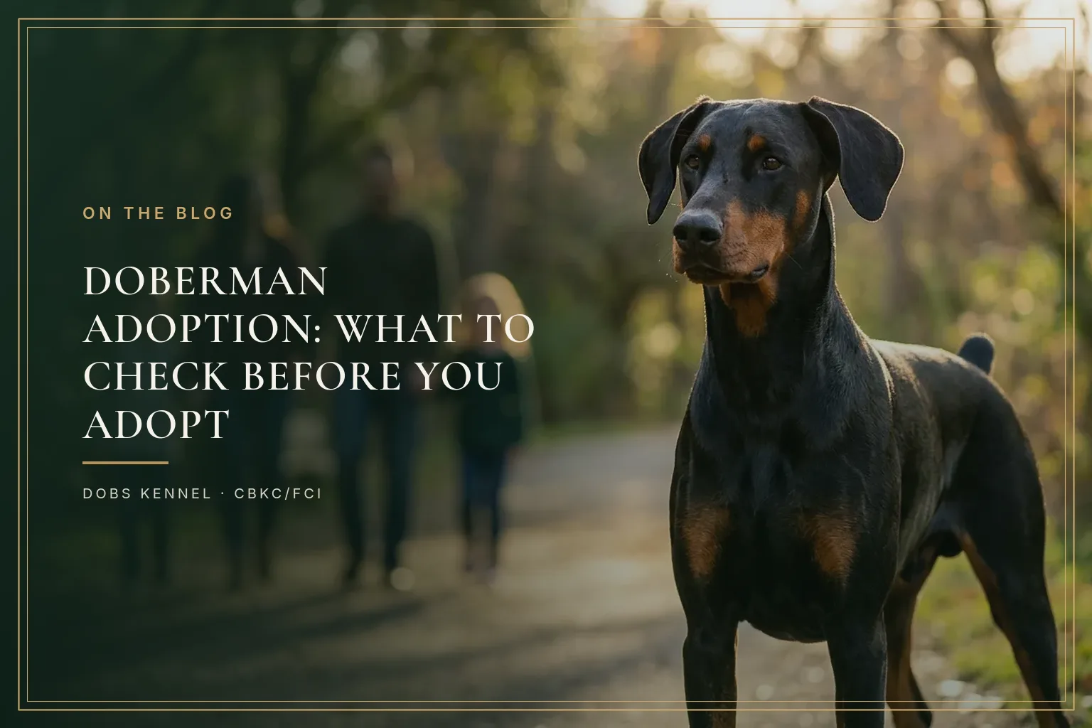 Adult Doberman with natural ears sitting next to a crouching person, in a responsible adoption setting