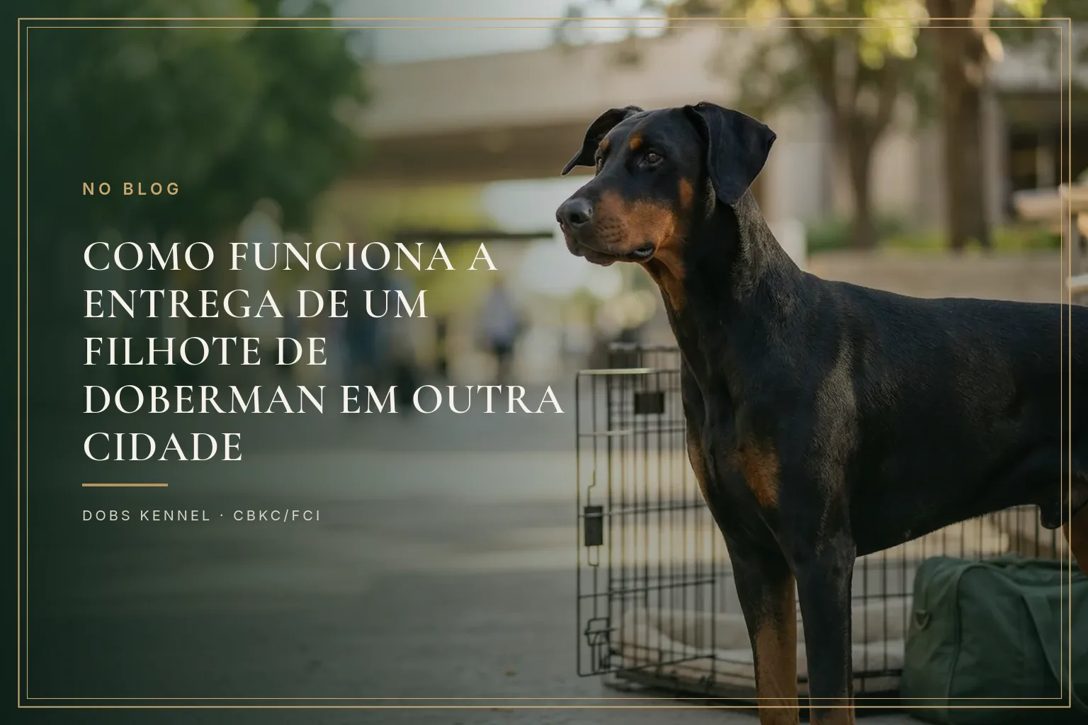 Doberman preto e castanho ao lado de uma caixa de transporte pronta para a viagem do filhote. Dobs Kennel.