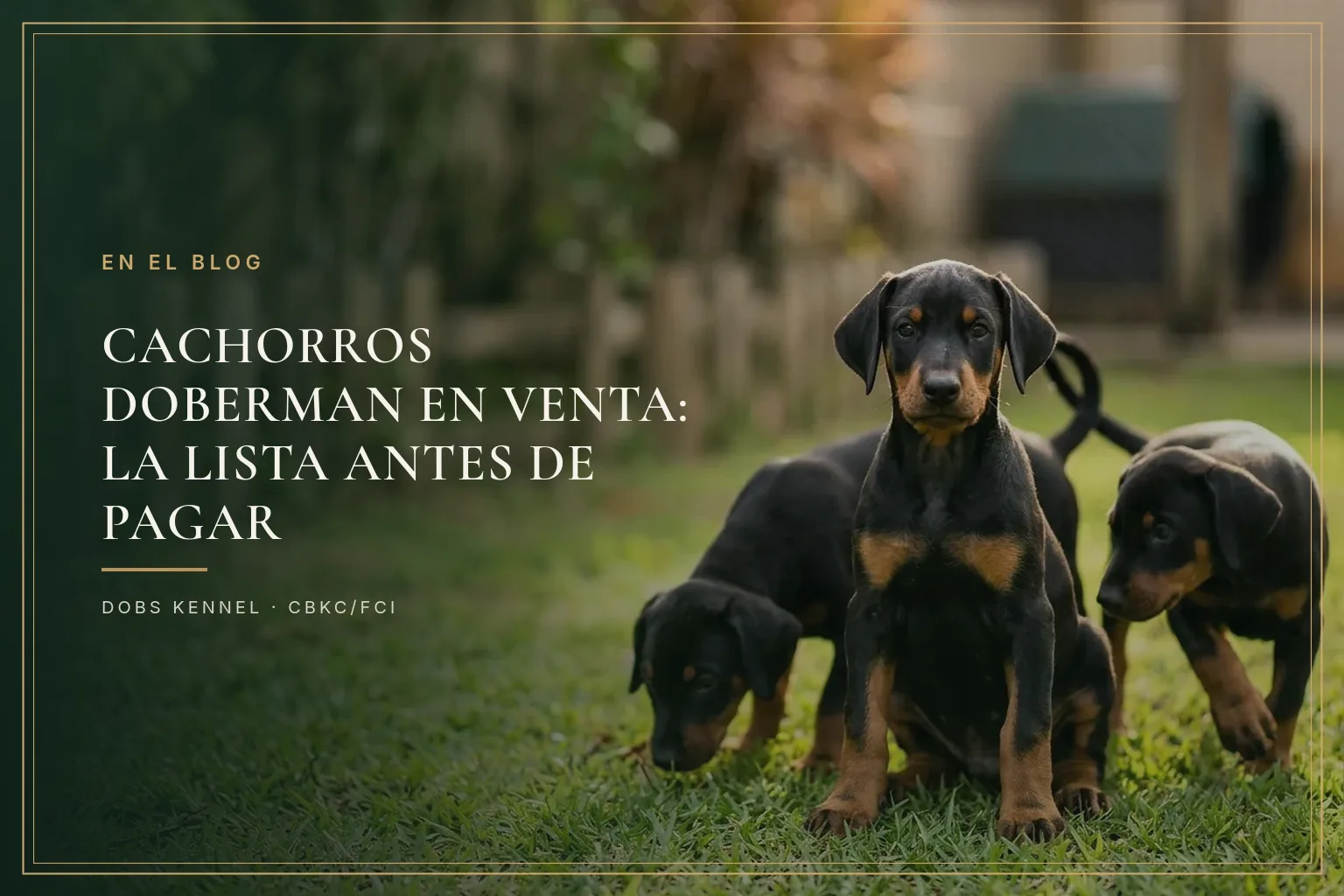 LISTA DEL CRIADOR — CACHORROS EN VENTA