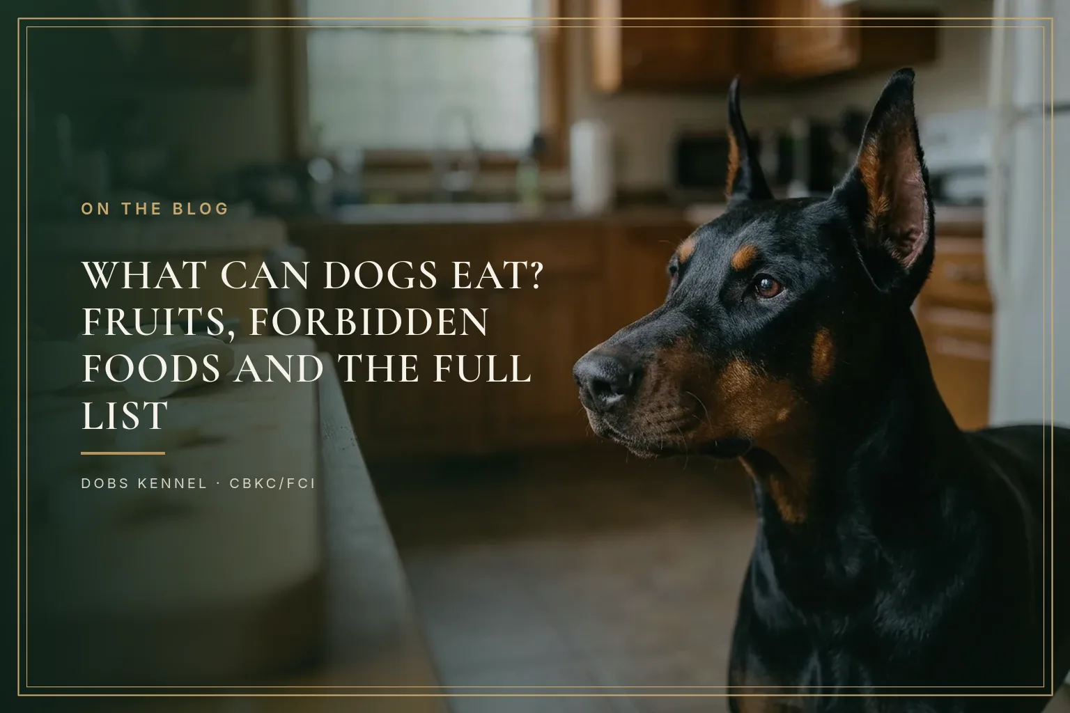 Adult black and tan Doberman with upright ears in a kitchen