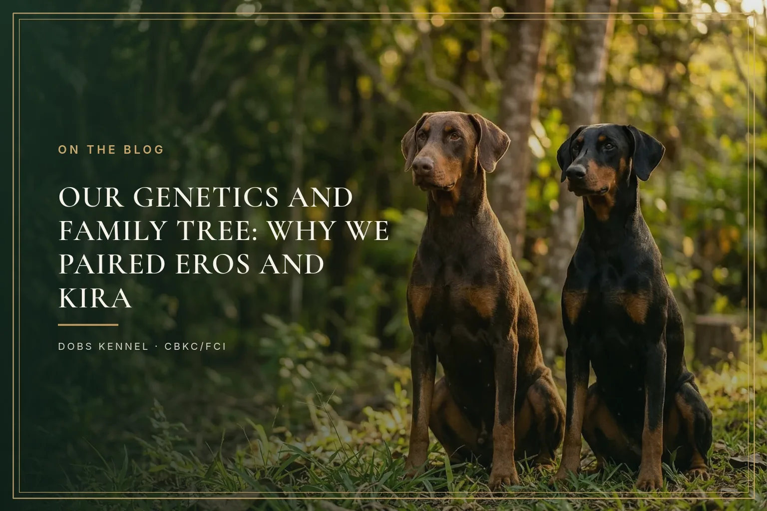 Casal de Dobermans lado a lado, um macho marrom e castanho e uma fêmea preta e castanha, em retrato elegante na capa do artigo sobre a linhagem do canil