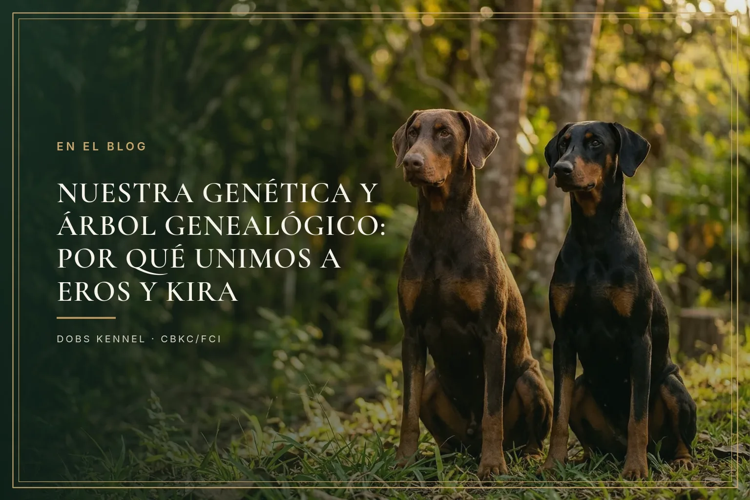 Casal de Dobermans lado a lado, um macho marrom e castanho e uma fêmea preta e castanha, em retrato elegante na capa do artigo sobre a linhagem do canil