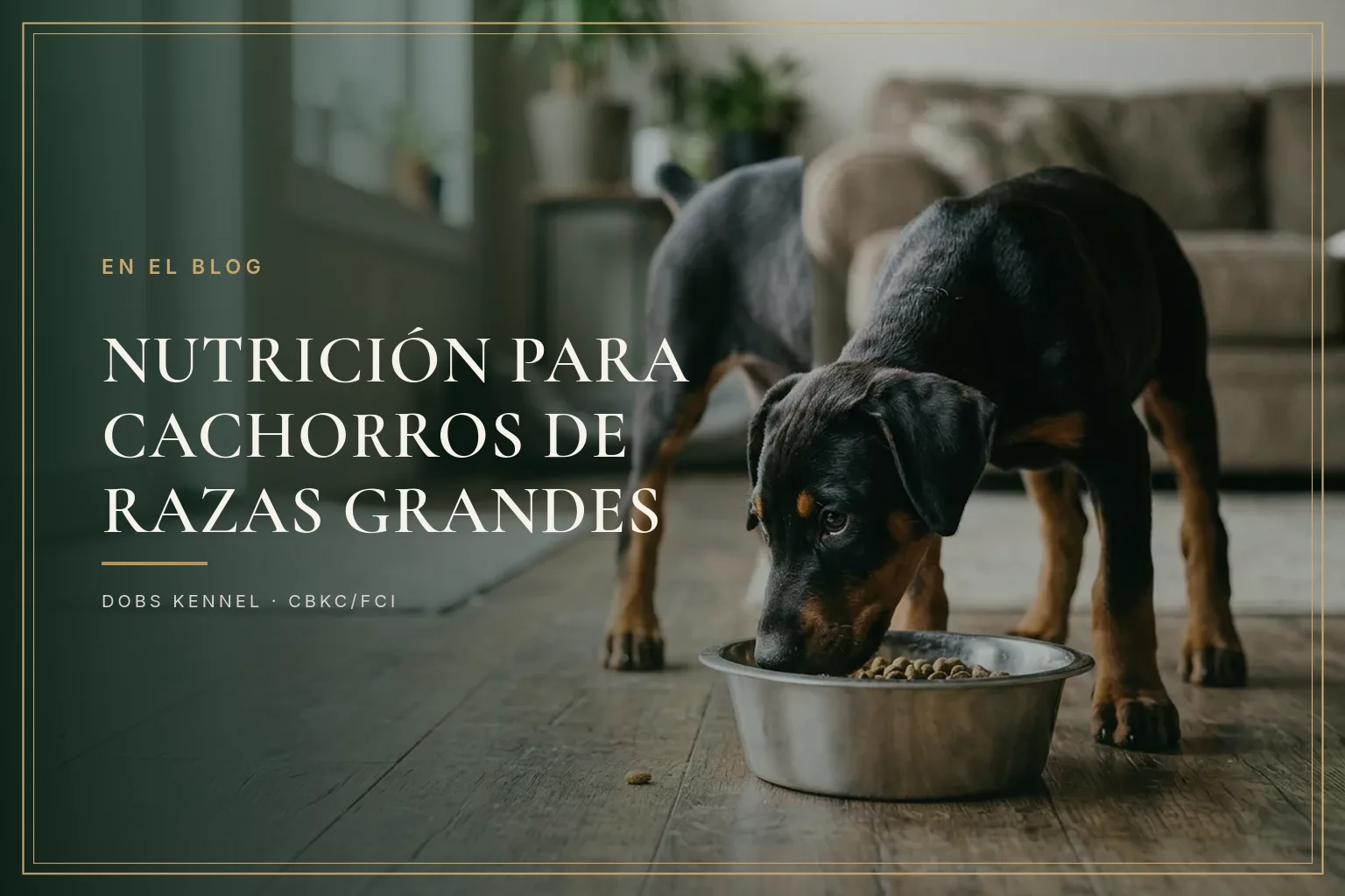 NUTRICION — CACHORROS DE RAZA GRANDE