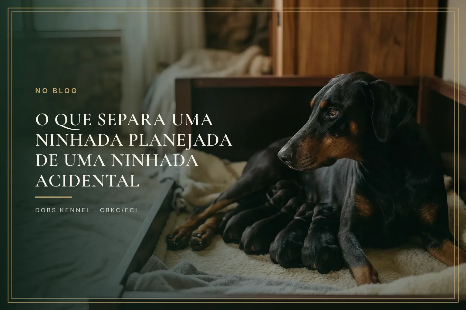 Cadela Doberman amamentando filhotes recém-nascidos em caminha de parto num canil preparado, na capa do artigo sobre ninhada planejada
