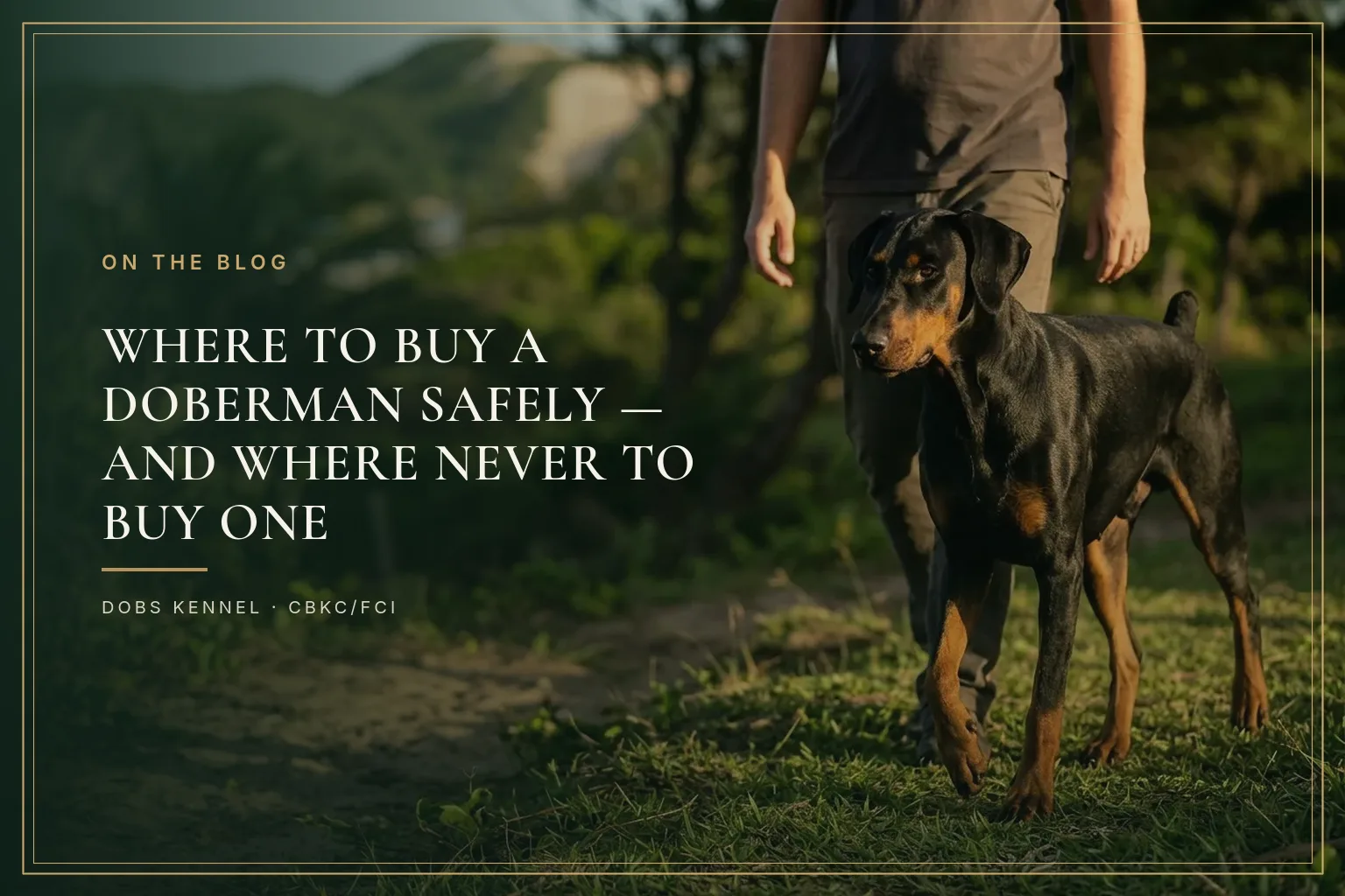 Black and rust Doberman with natural ears next to the breeder in a kennel with its facilities in plain view
