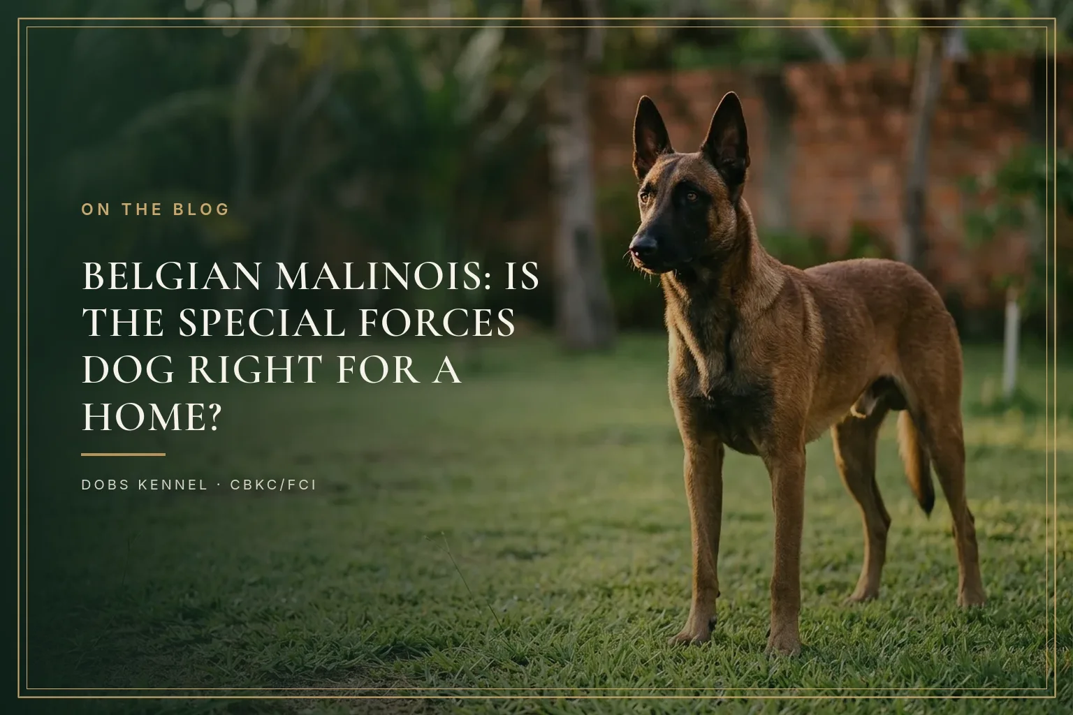 Belgian Malinois in training, fawn coat with a dark mask, in an alert stance