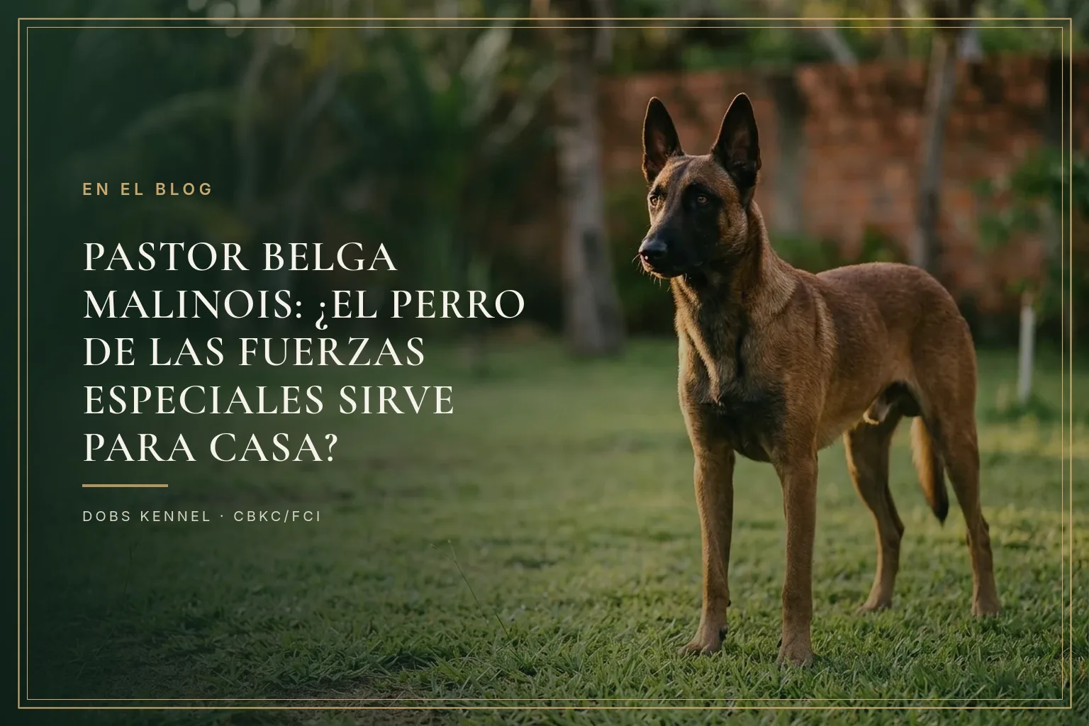 Pastor Belga Malinois en entrenamiento, pelaje fulvo con máscara oscura, en postura atenta