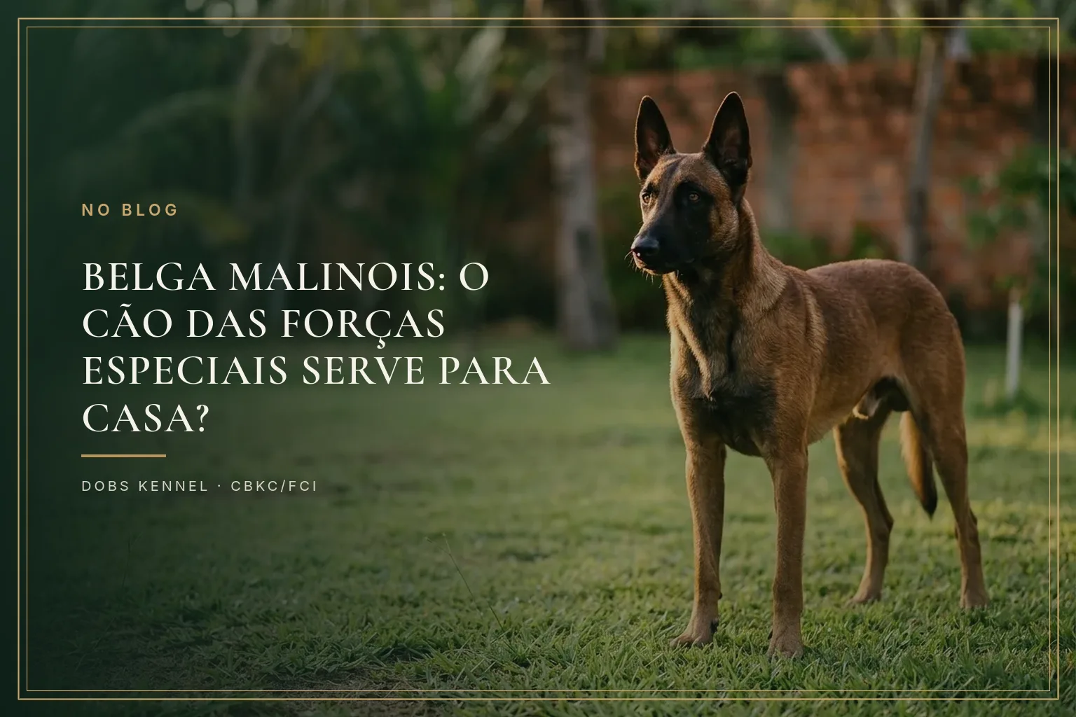 Pastor Belga Malinois em treino, pelagem fulva com máscara escura, em postura atenta