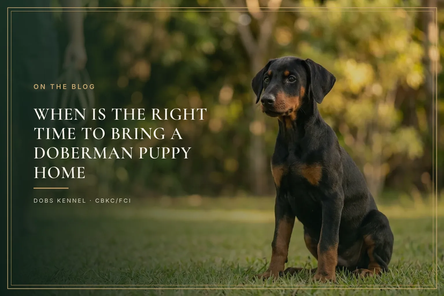 Doberman puppy arriving at a new home, held in the family's arms