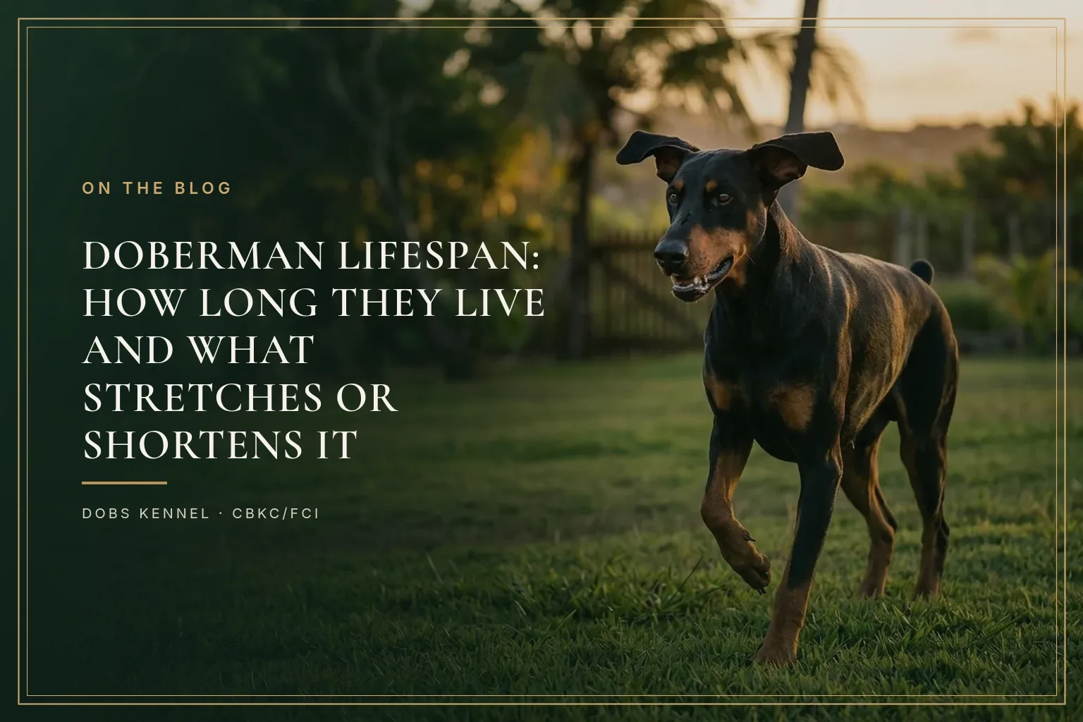 Healthy adult Doberman with natural ears running in an open field, showing vitality and visible muscle